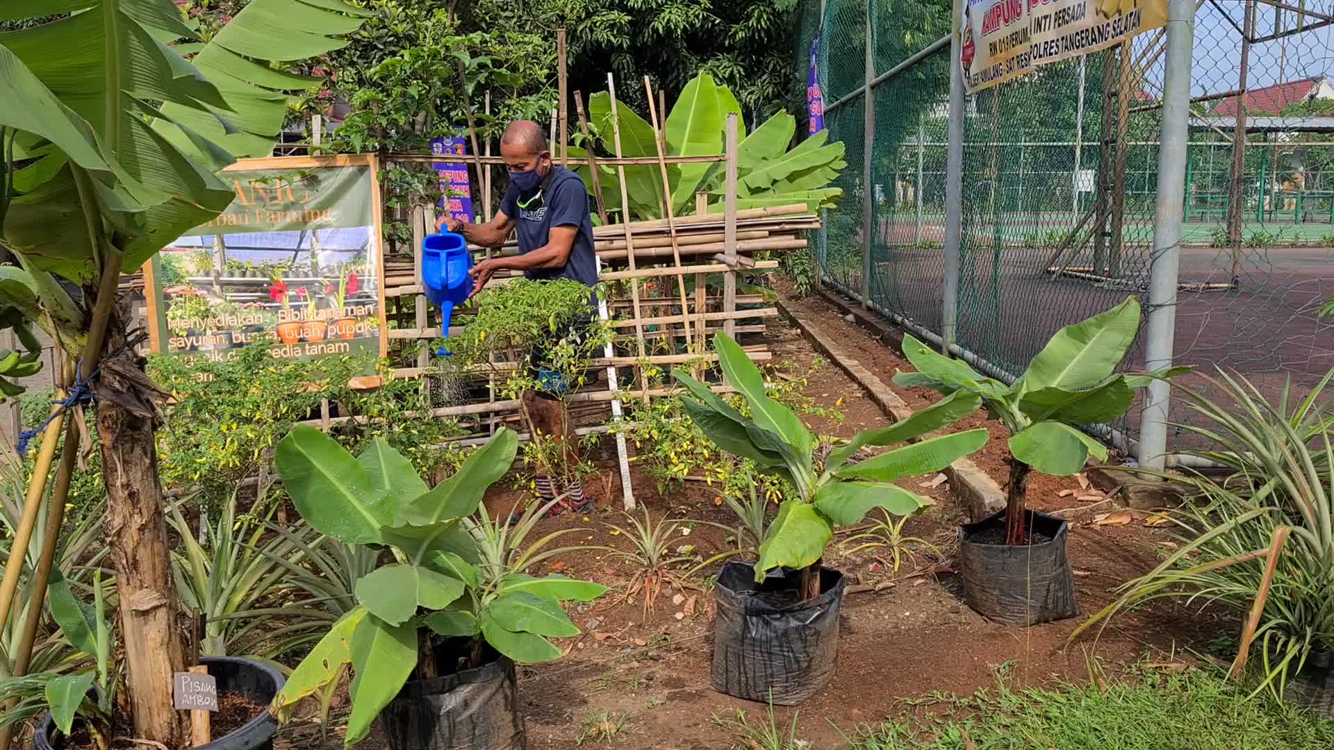 Urban Organic Farming Business In Indonesia