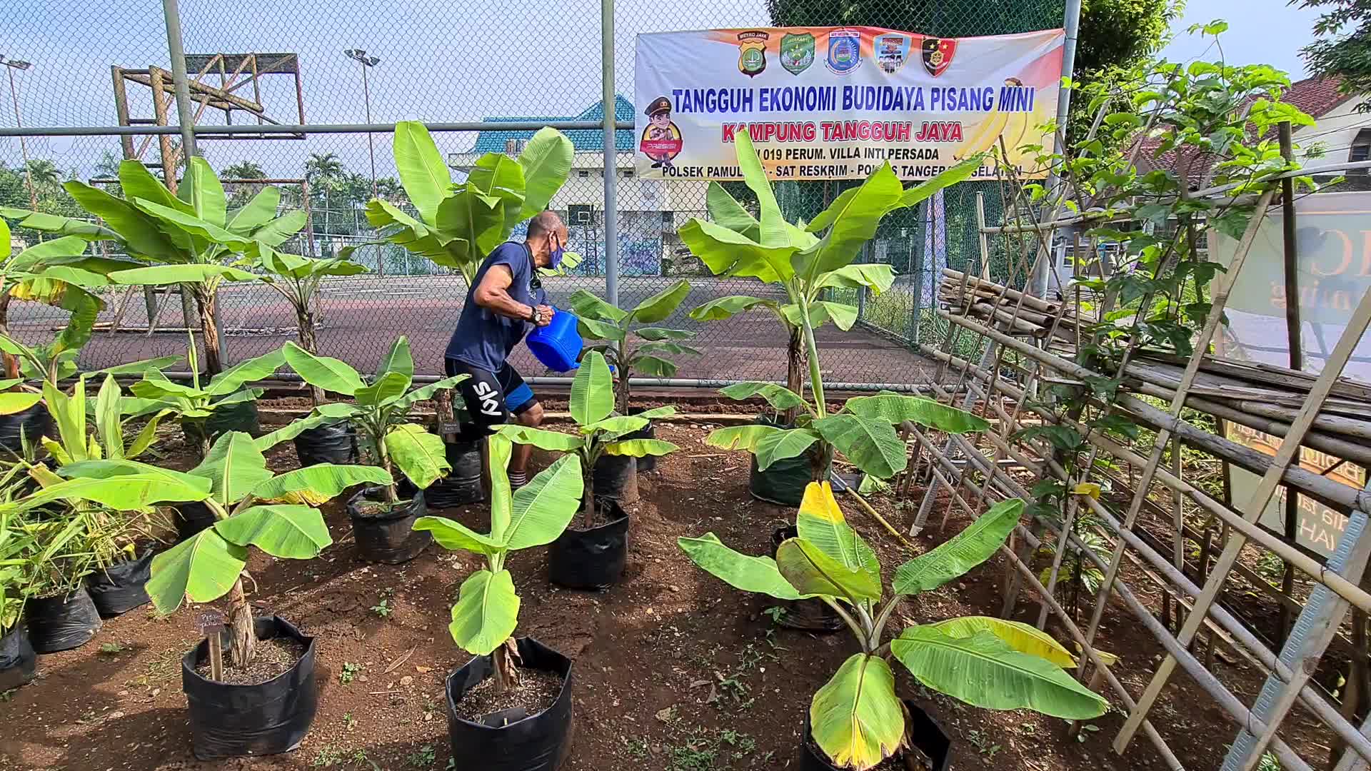 Urban Organic Farming Business In Indonesia