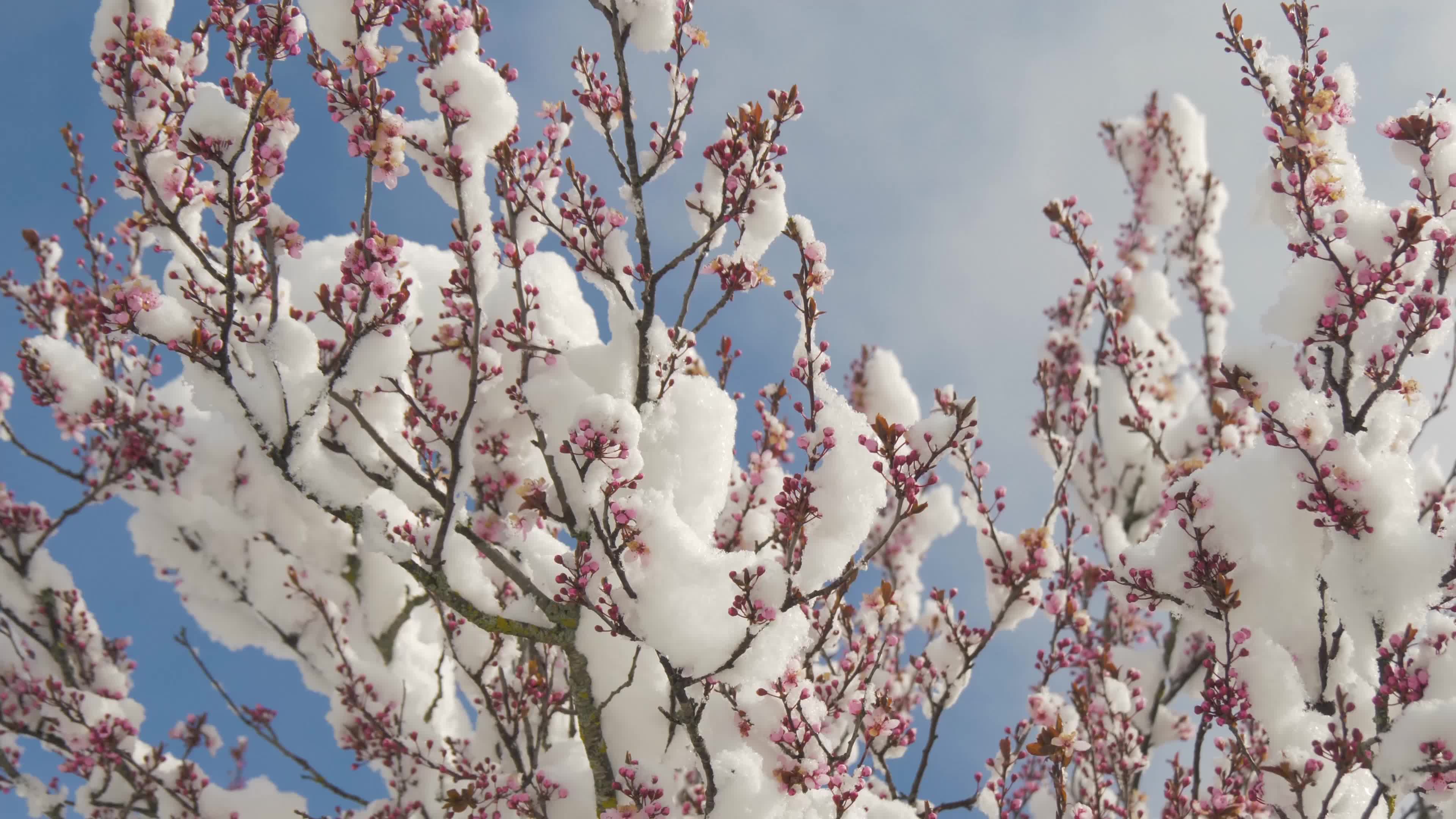 Almond trees in bloom with snow