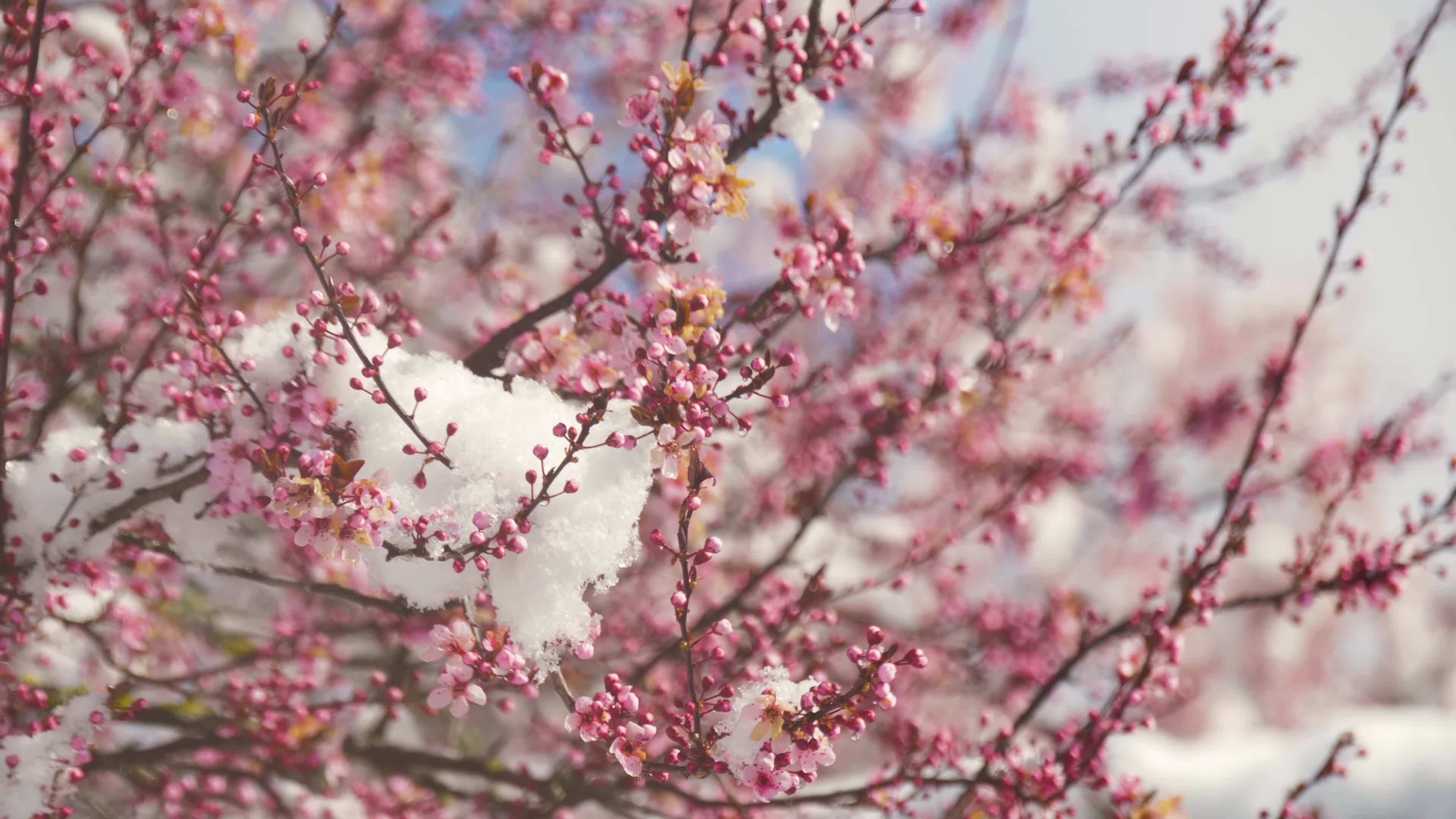 Almond trees in bloom with snow