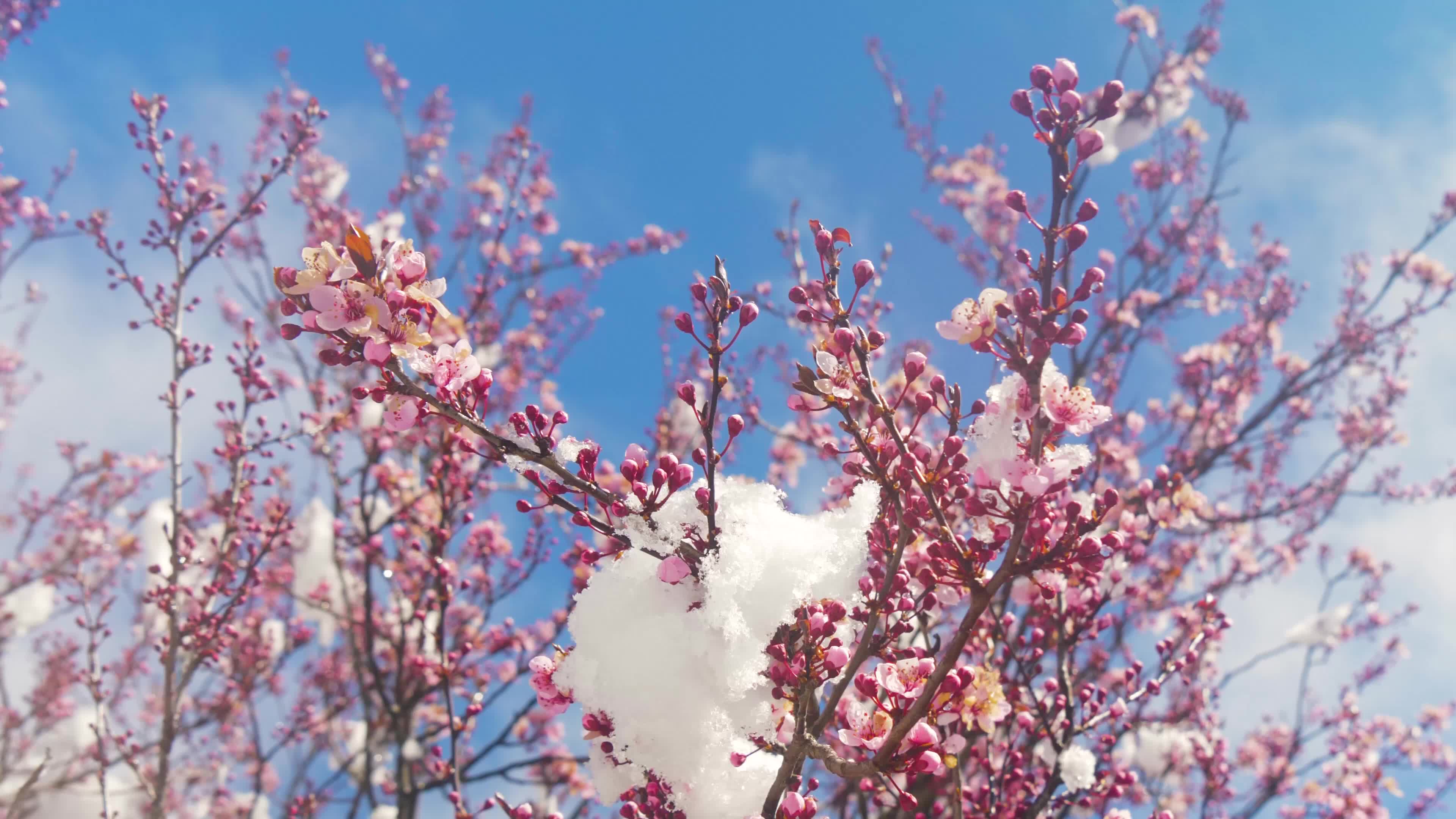 Almond trees in bloom with snow