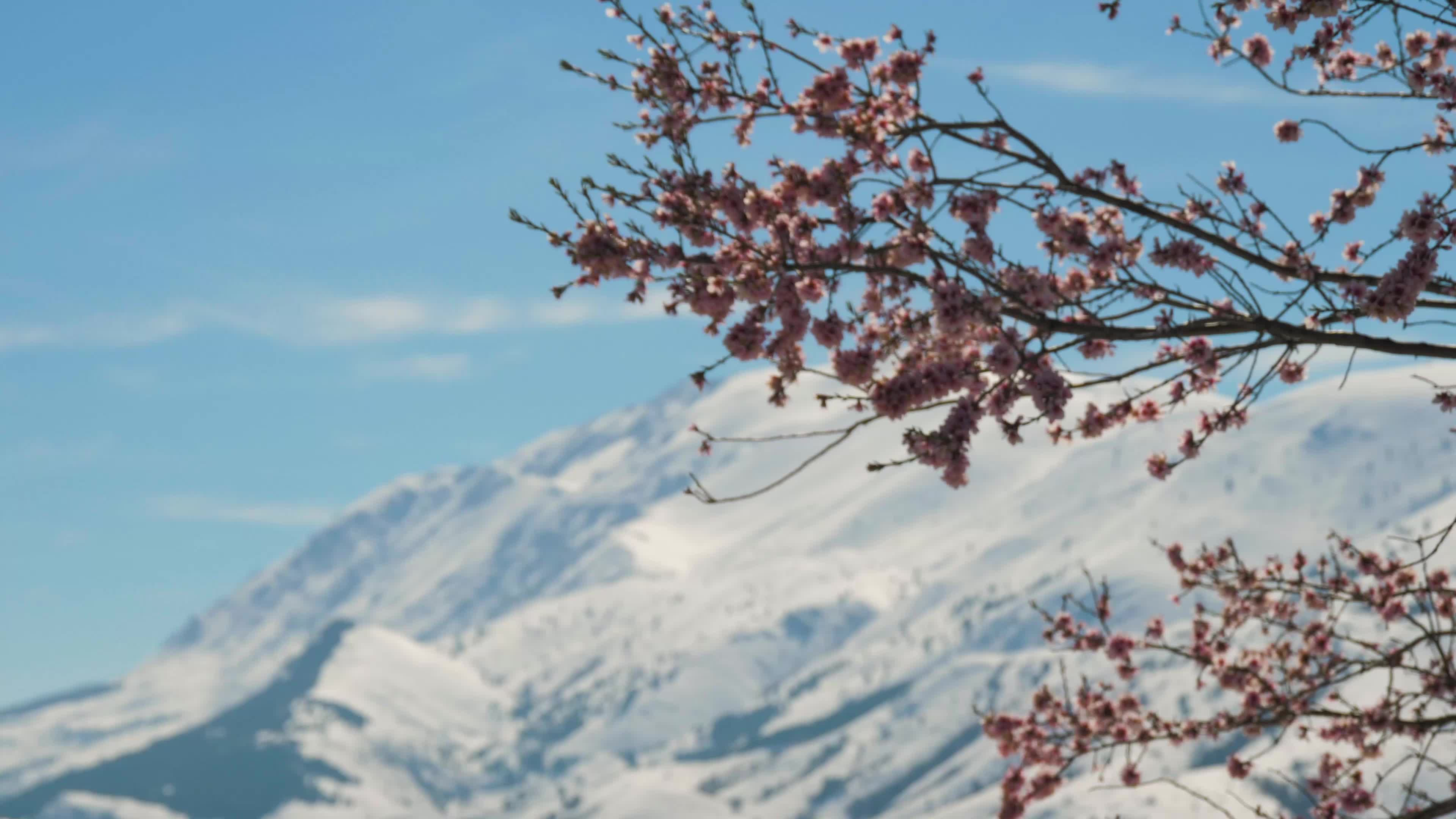 Almond trees in bloom with snow