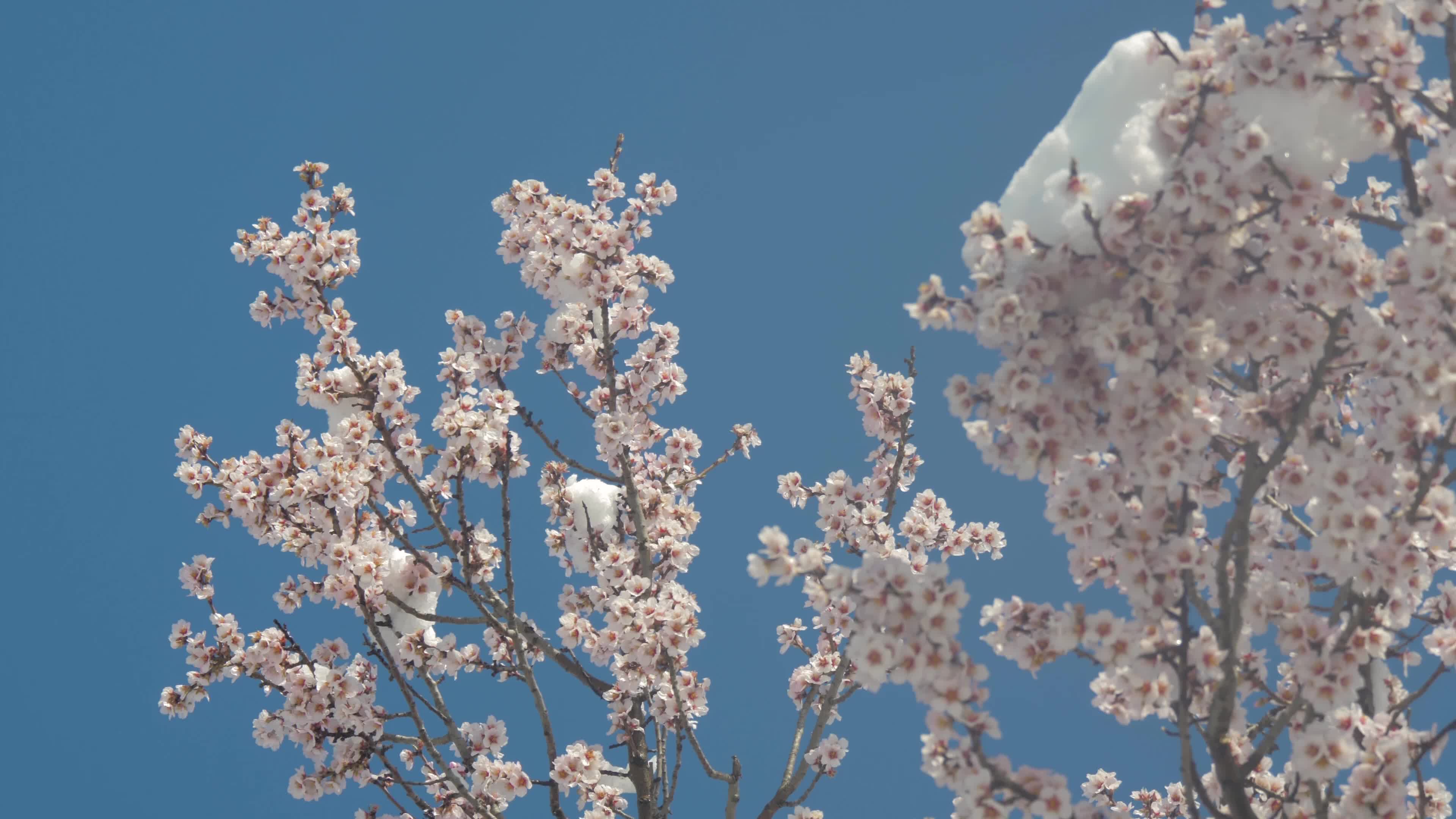 Almond trees in bloom with snow