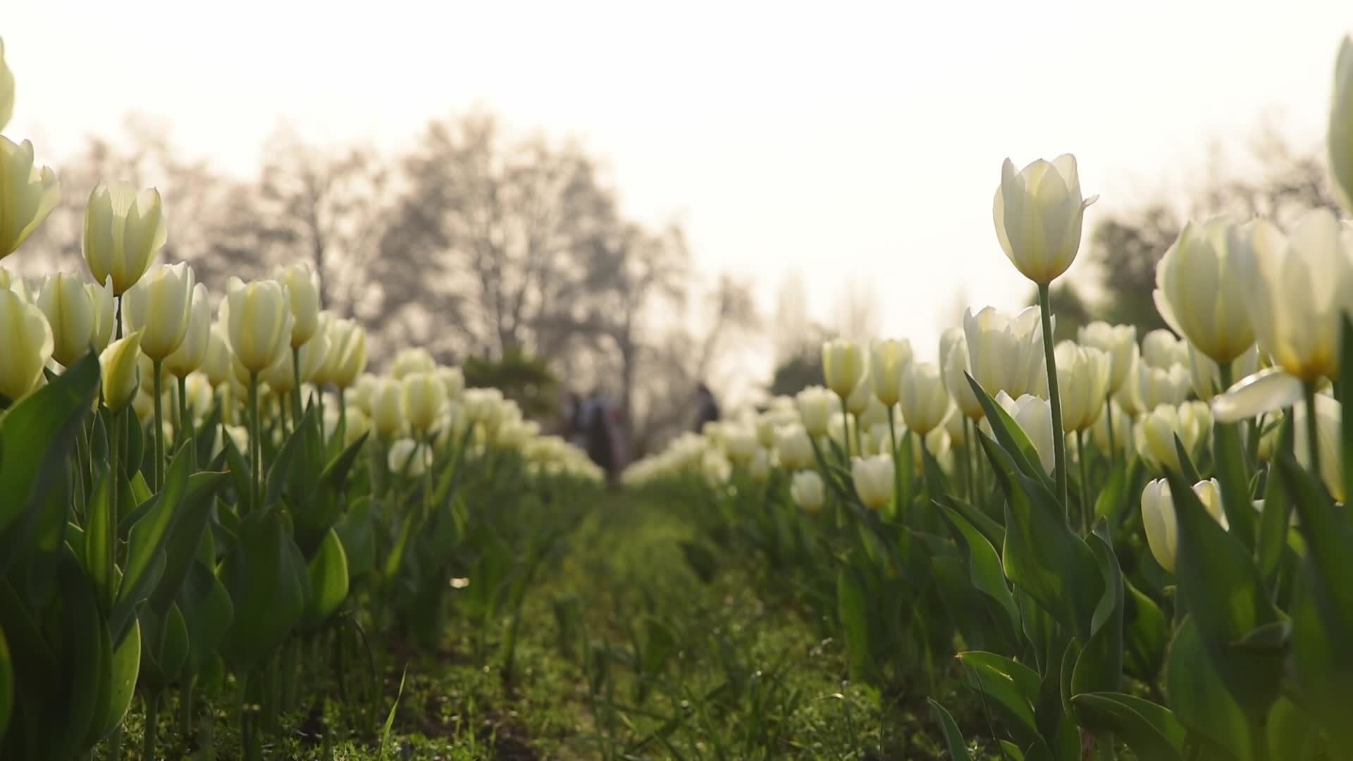 Tulip garden in Srinagar, India