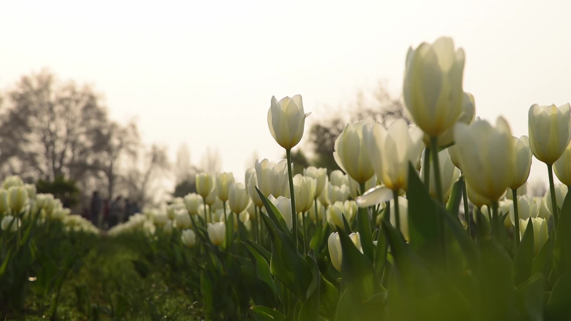 Tulip garden in Srinagar, India