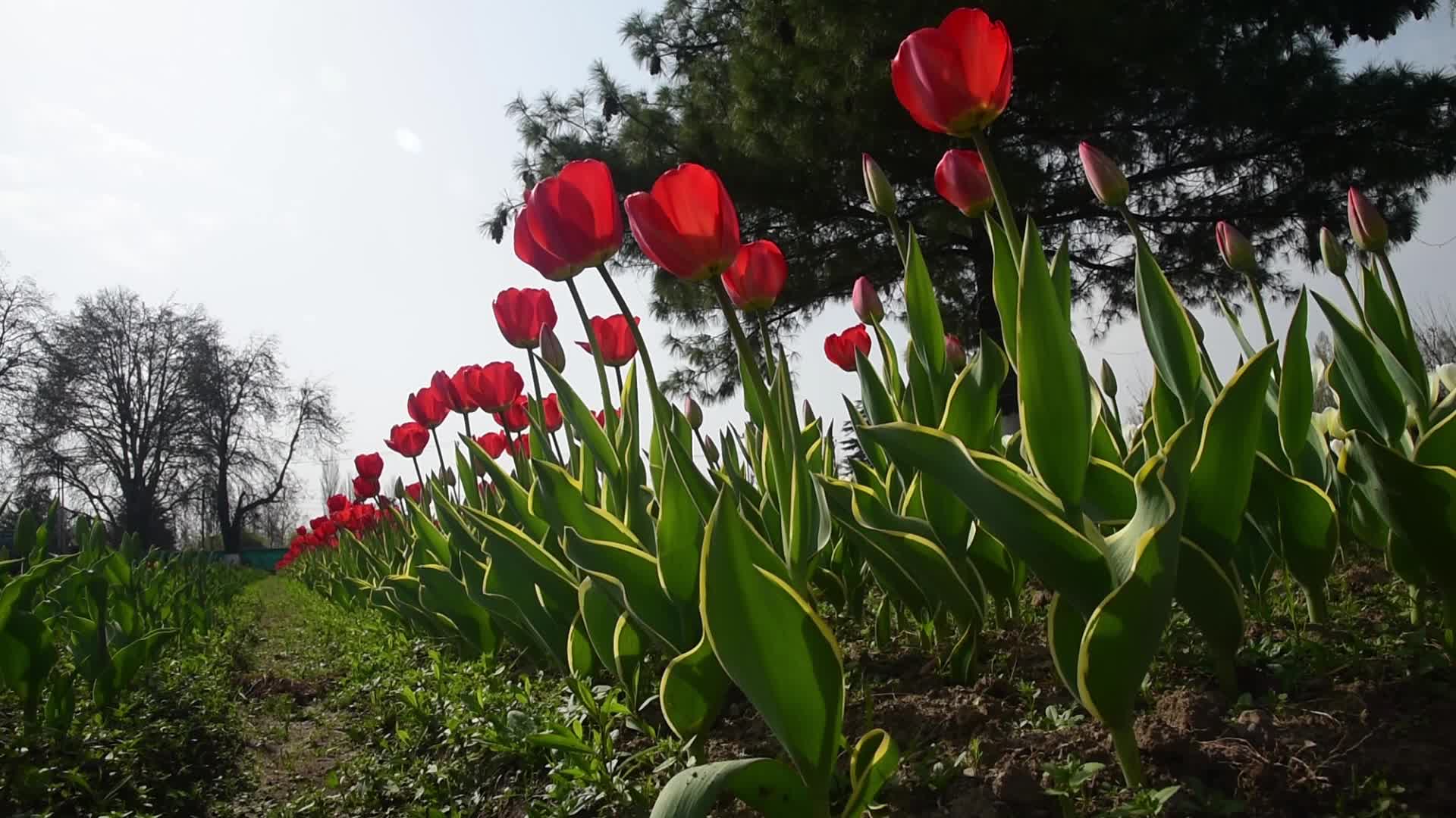 Tulip garden in Srinagar, India