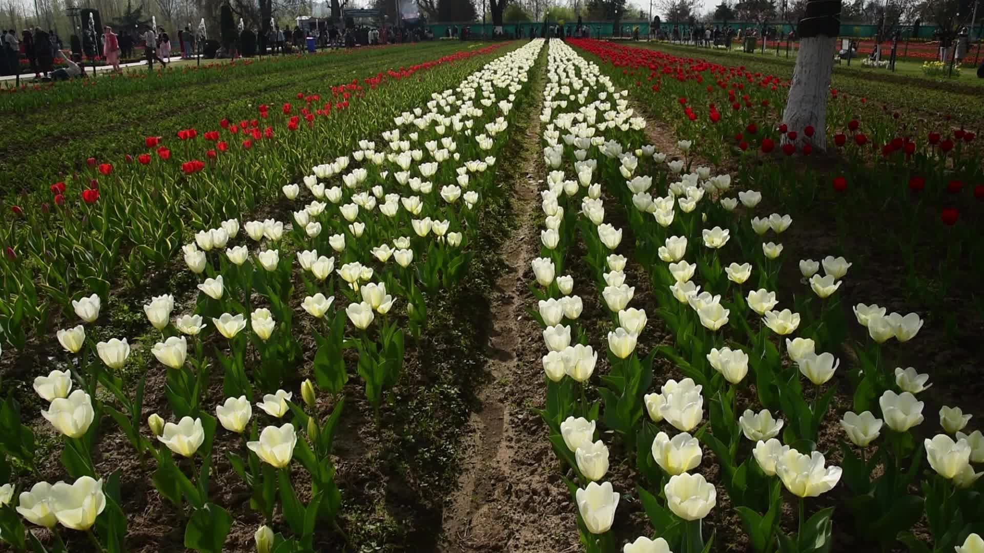 Tulip garden in Srinagar, India