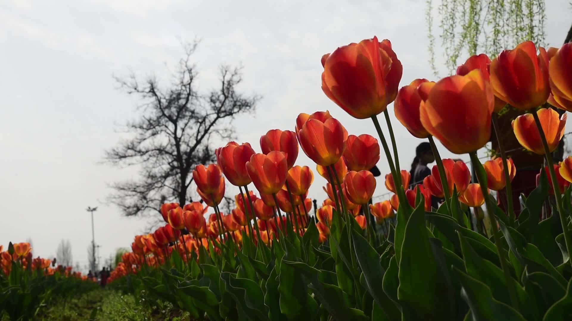 Tulip garden in Srinagar, India