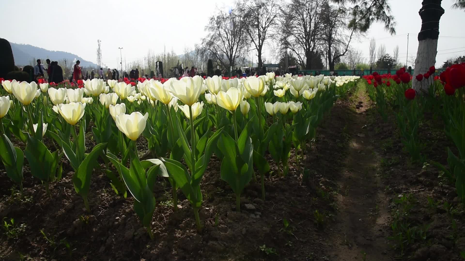 Tulip garden in Srinagar, India