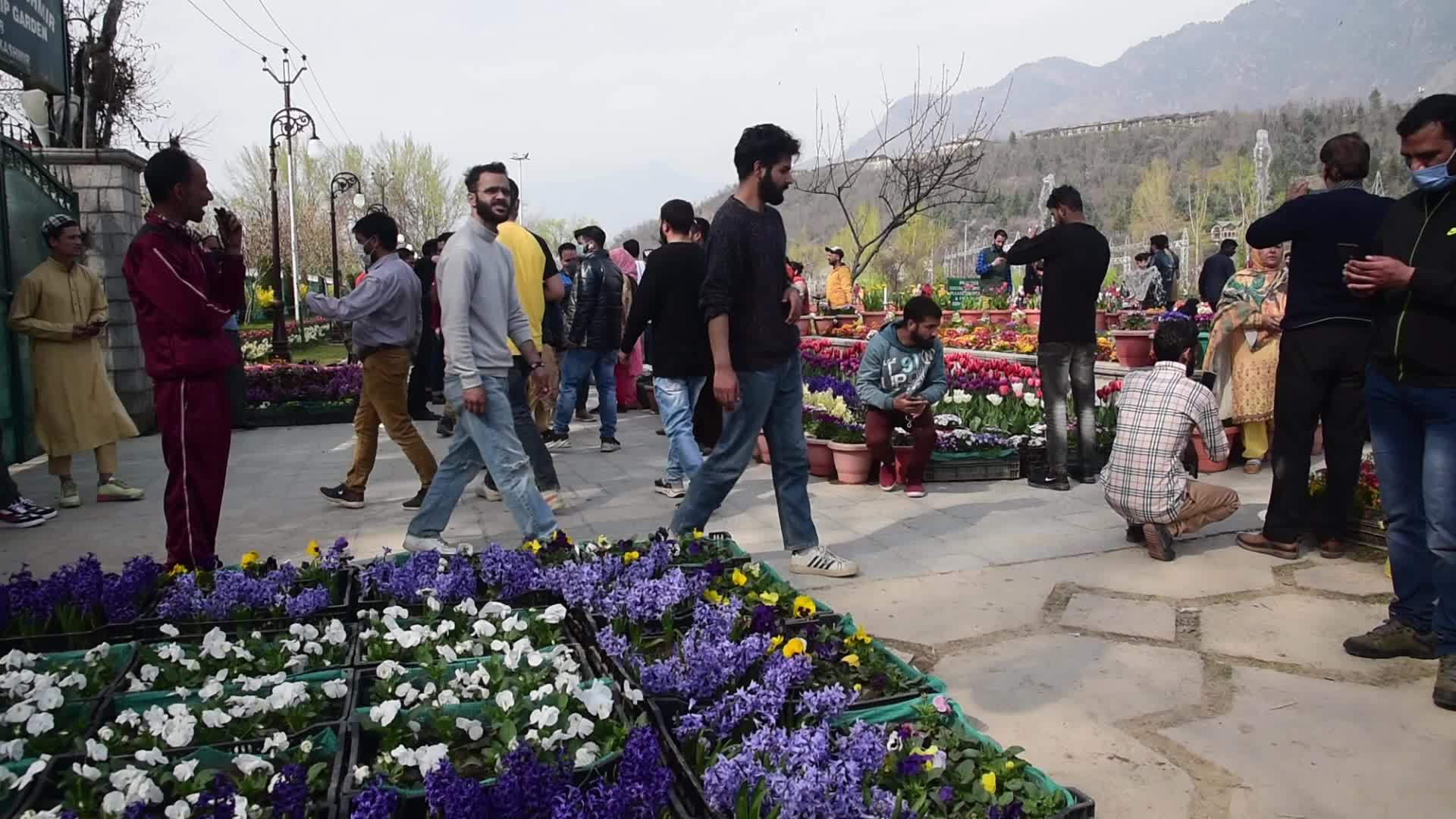 Tulip garden in Srinagar, India