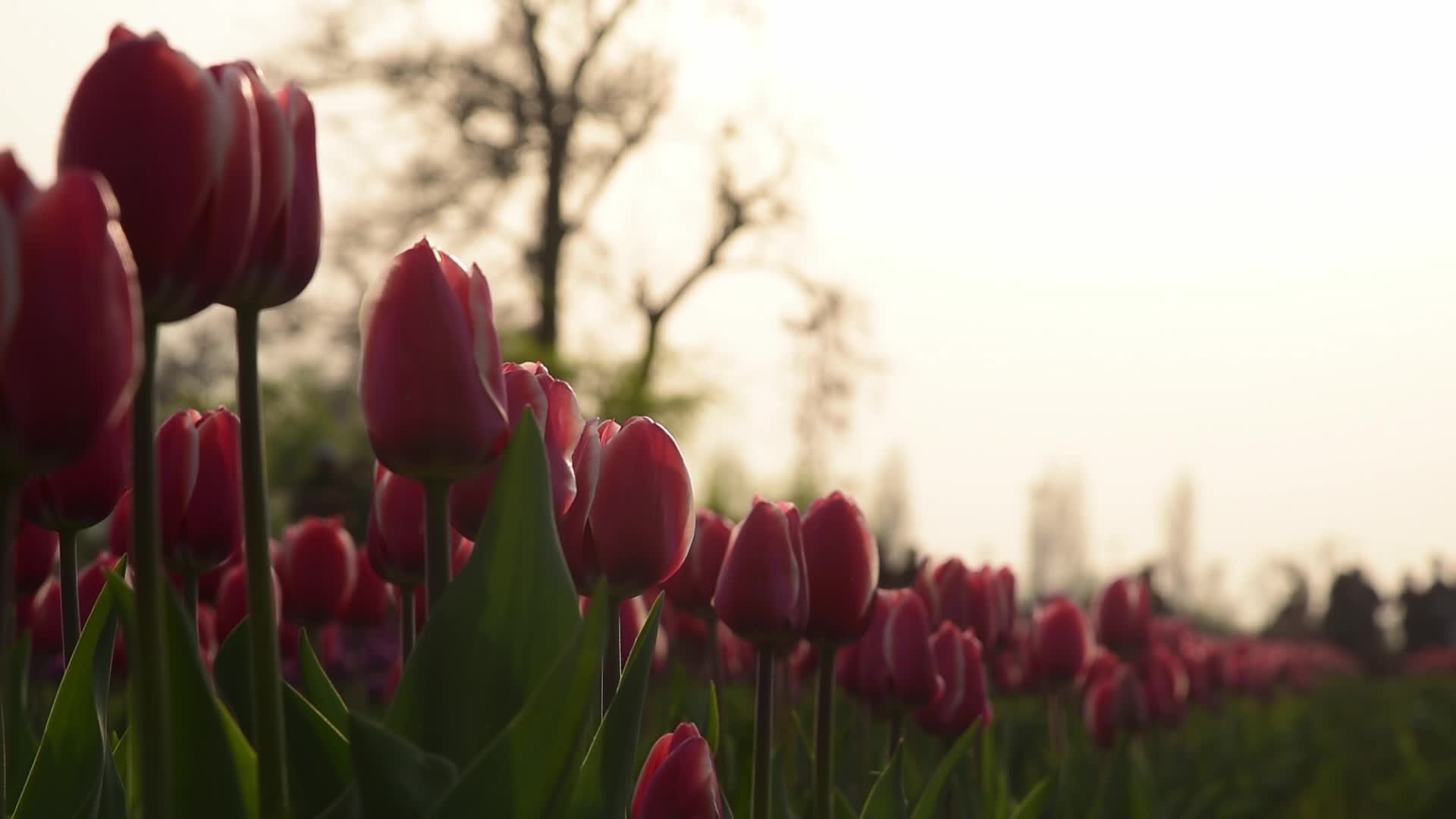 Tulip garden in Srinagar, India