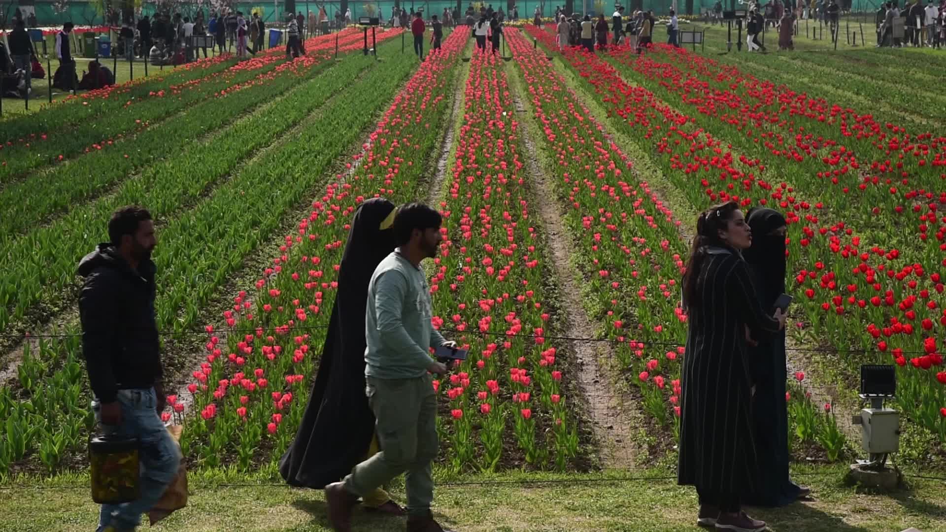 Tulip garden in Srinagar, India