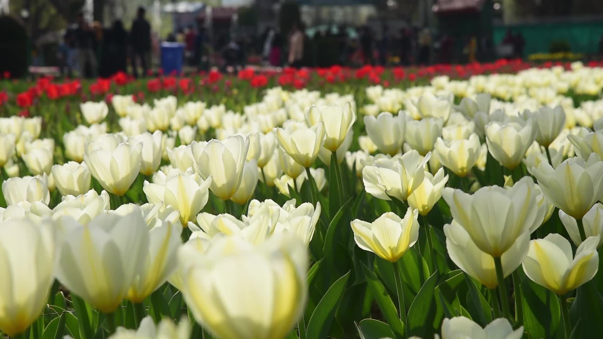 Tulip garden in Srinagar, India