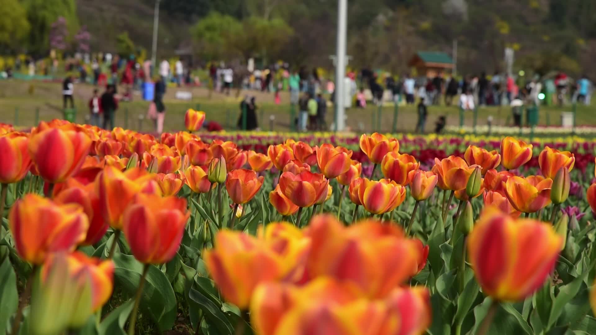 Tulip garden in Srinagar, India