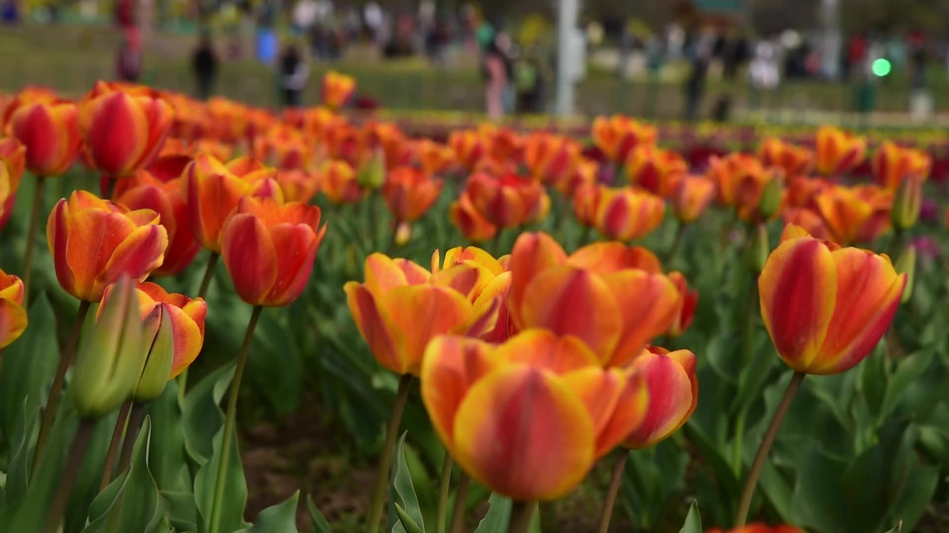 Tulip garden in Srinagar, India