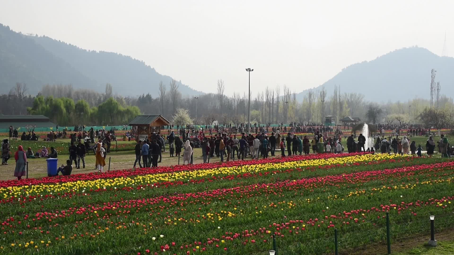 Tulip garden in Srinagar, India