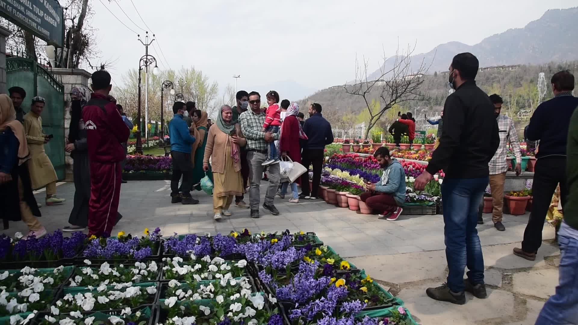 Tulip garden in Srinagar, India