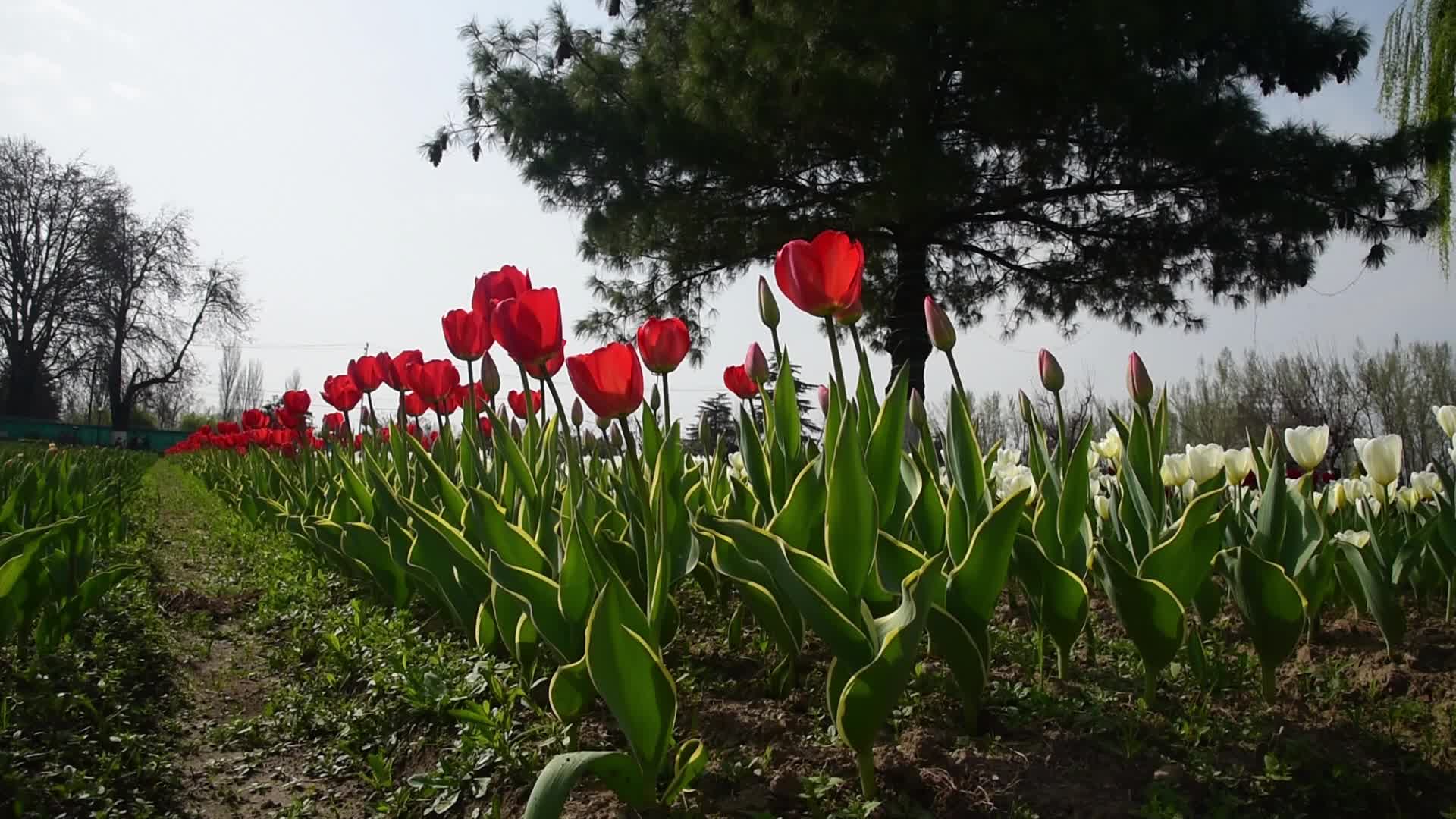 Tulip garden in Srinagar, India