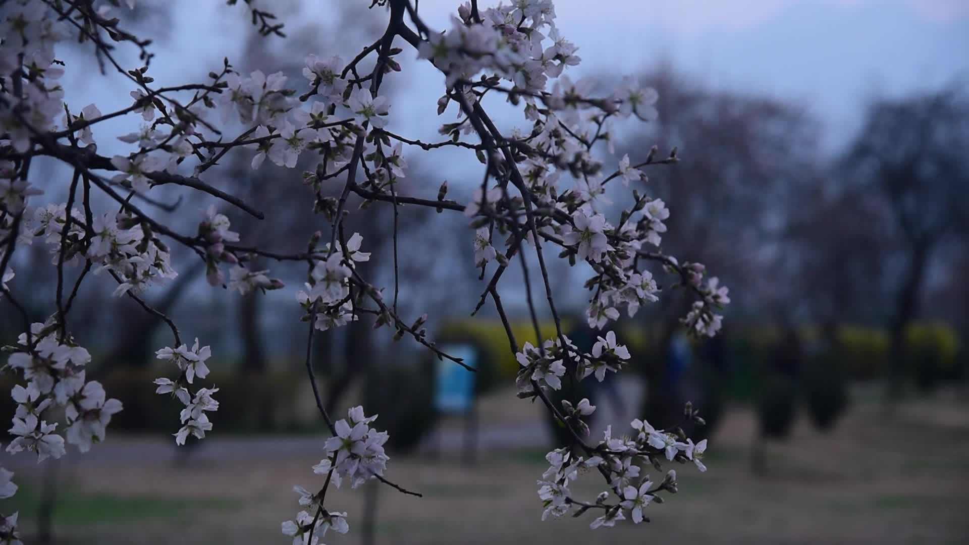 Spring in Kashmir