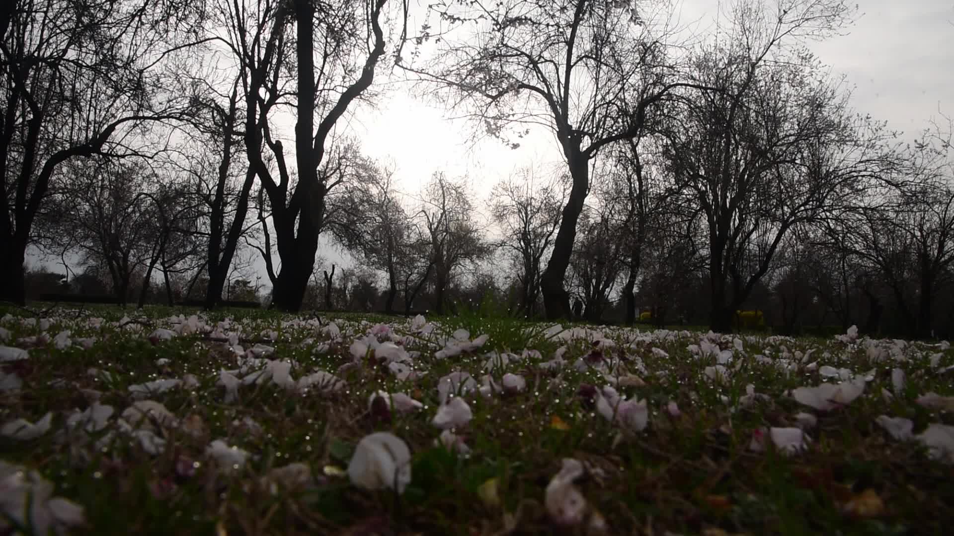 Spring in Kashmir