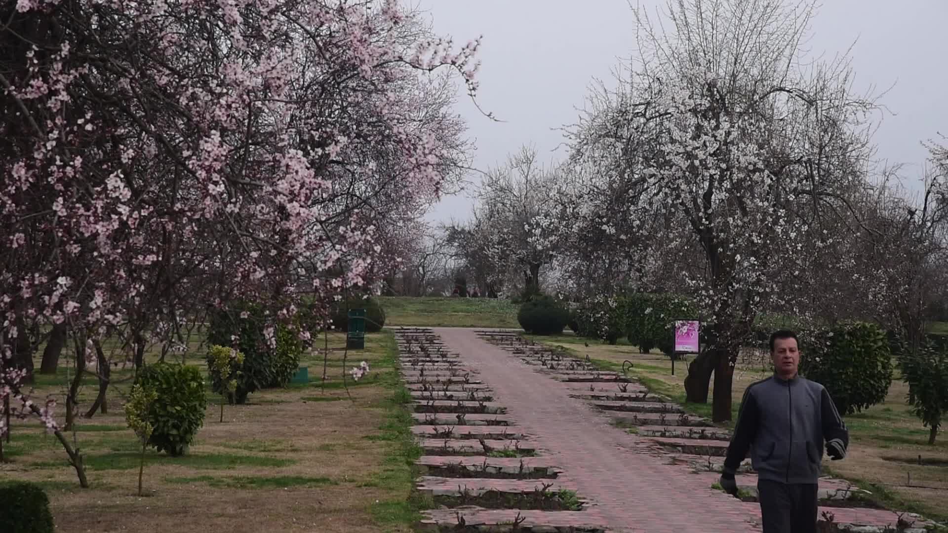 Spring in Kashmir
