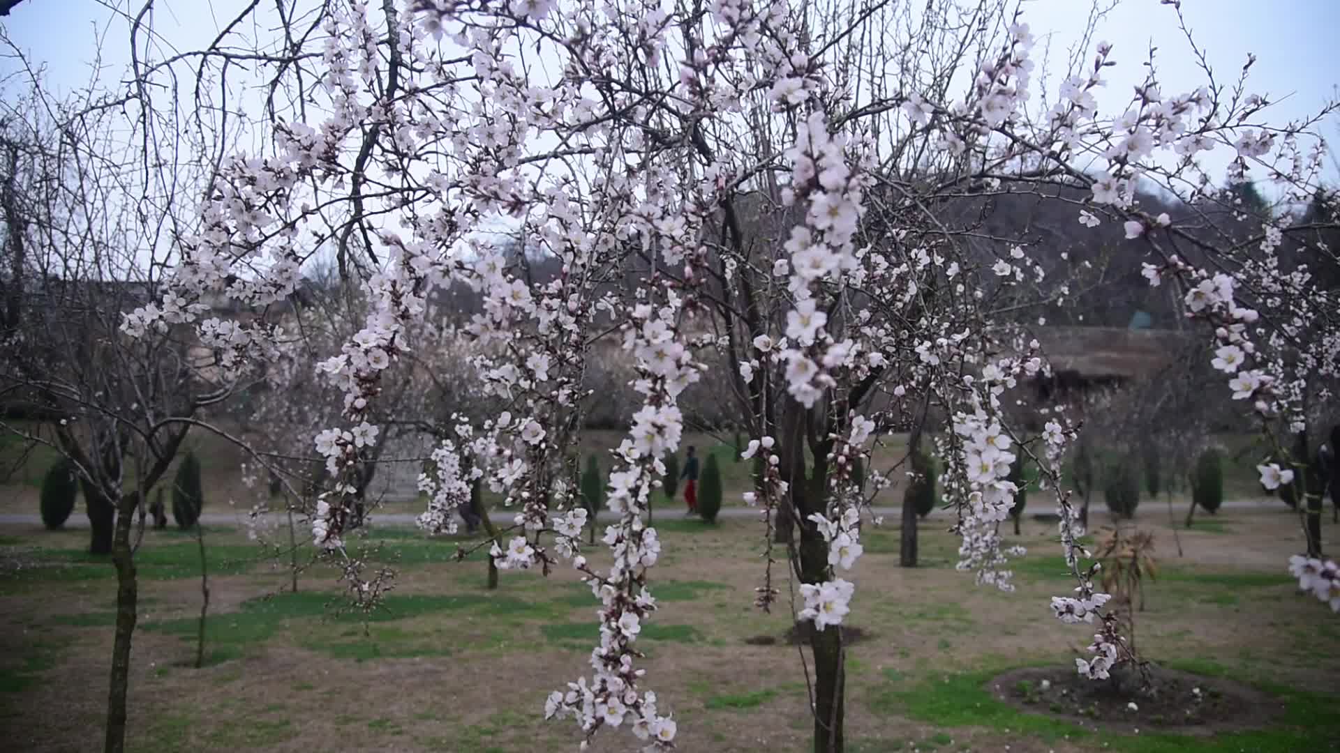 Spring in Kashmir