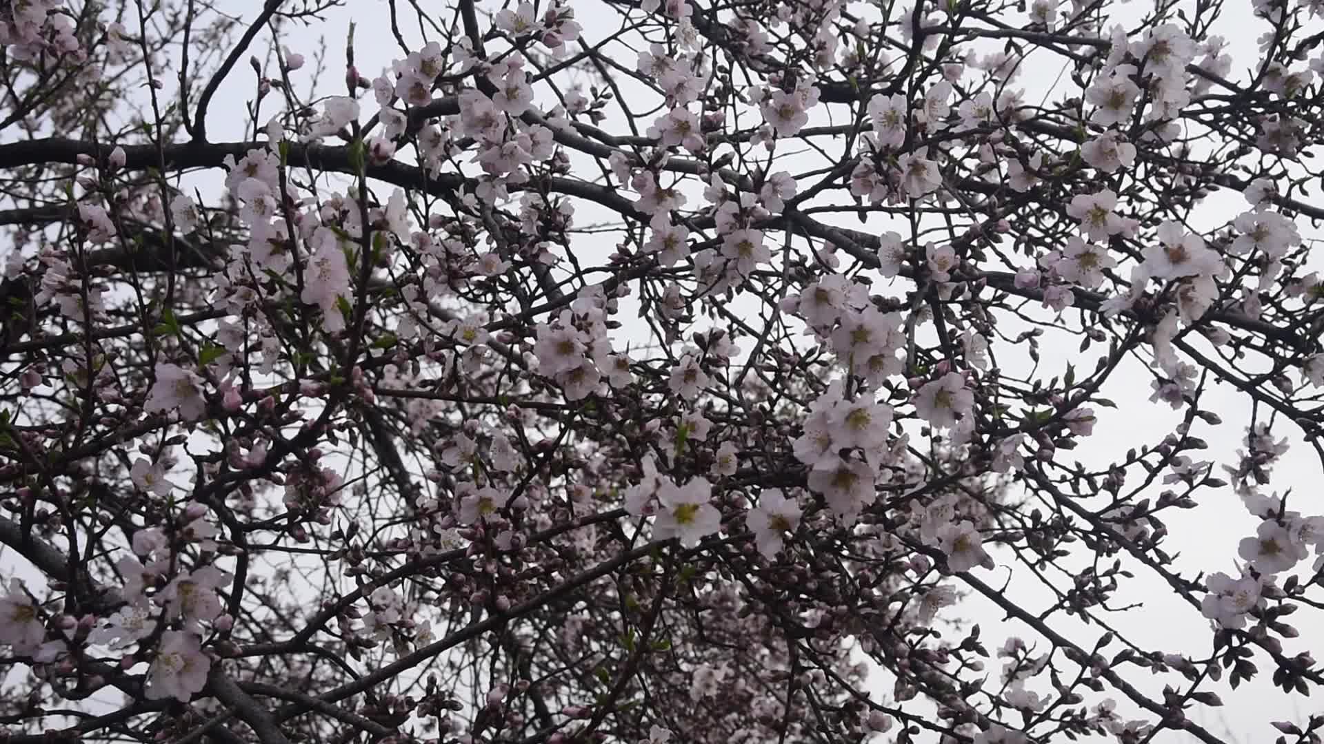 Spring in Kashmir