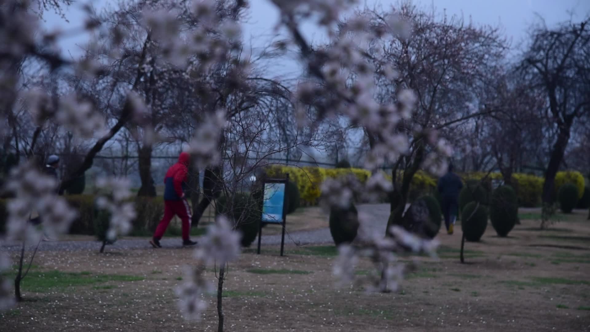 Spring in Kashmir