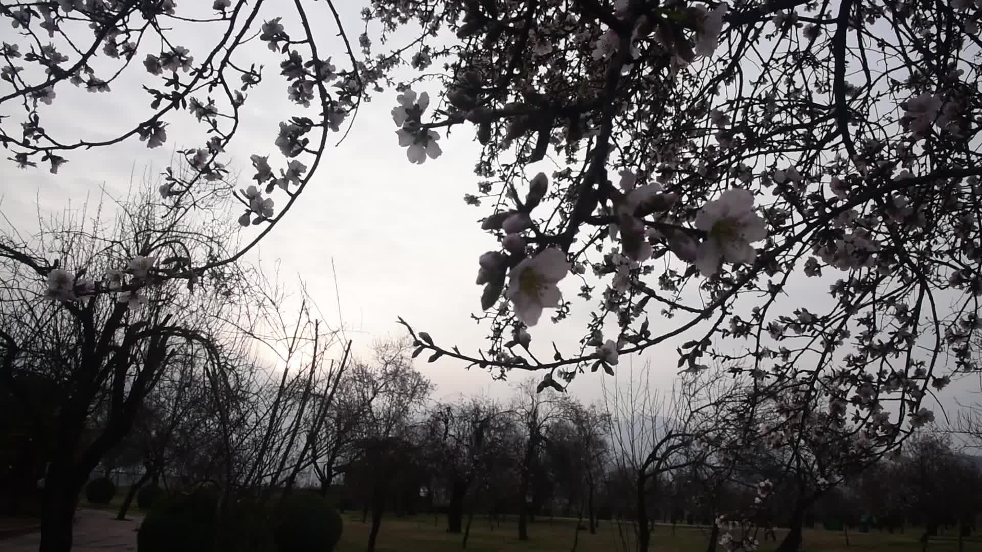 Spring in Kashmir