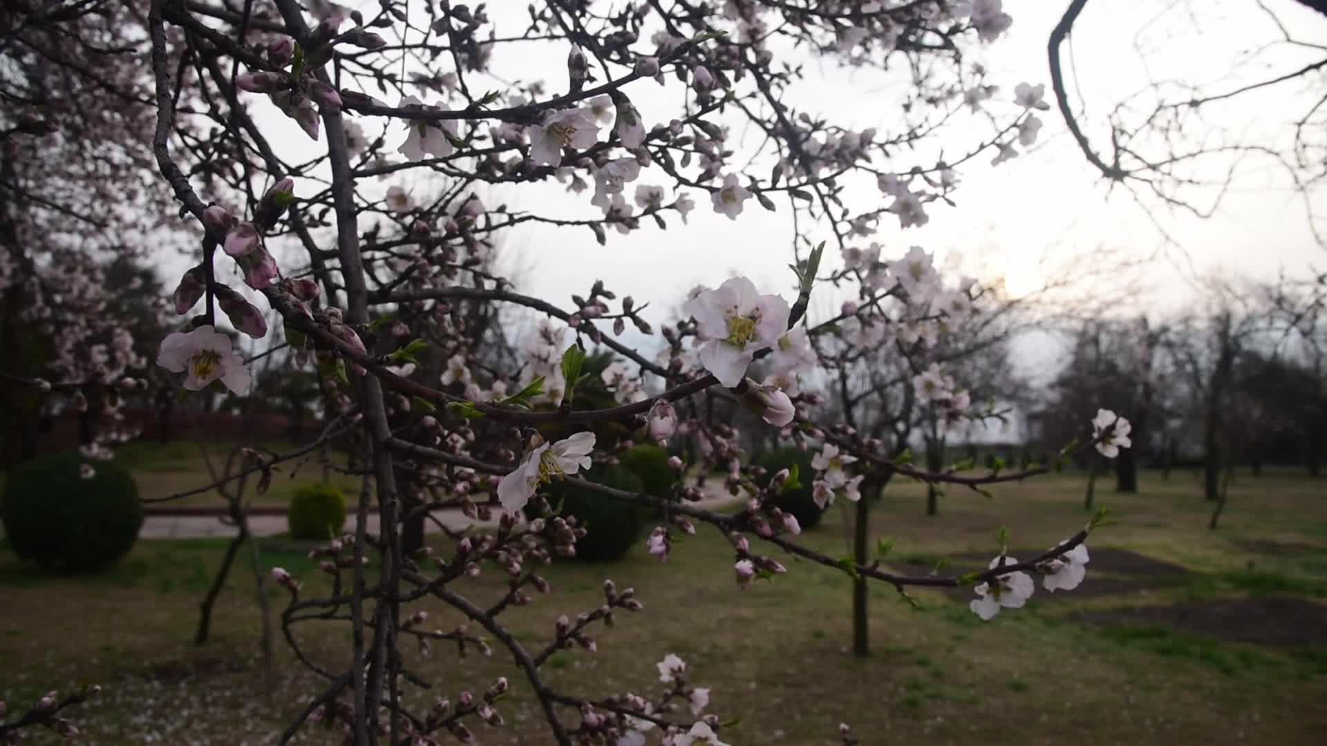 Spring in Kashmir