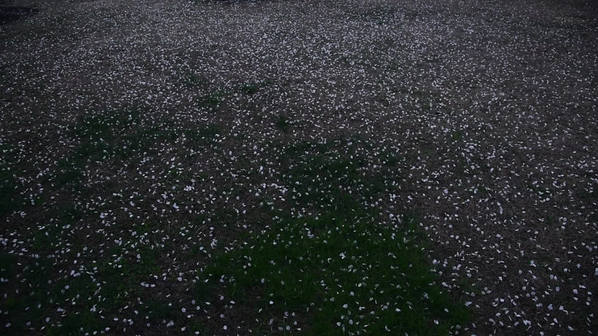 Spring in Kashmir
