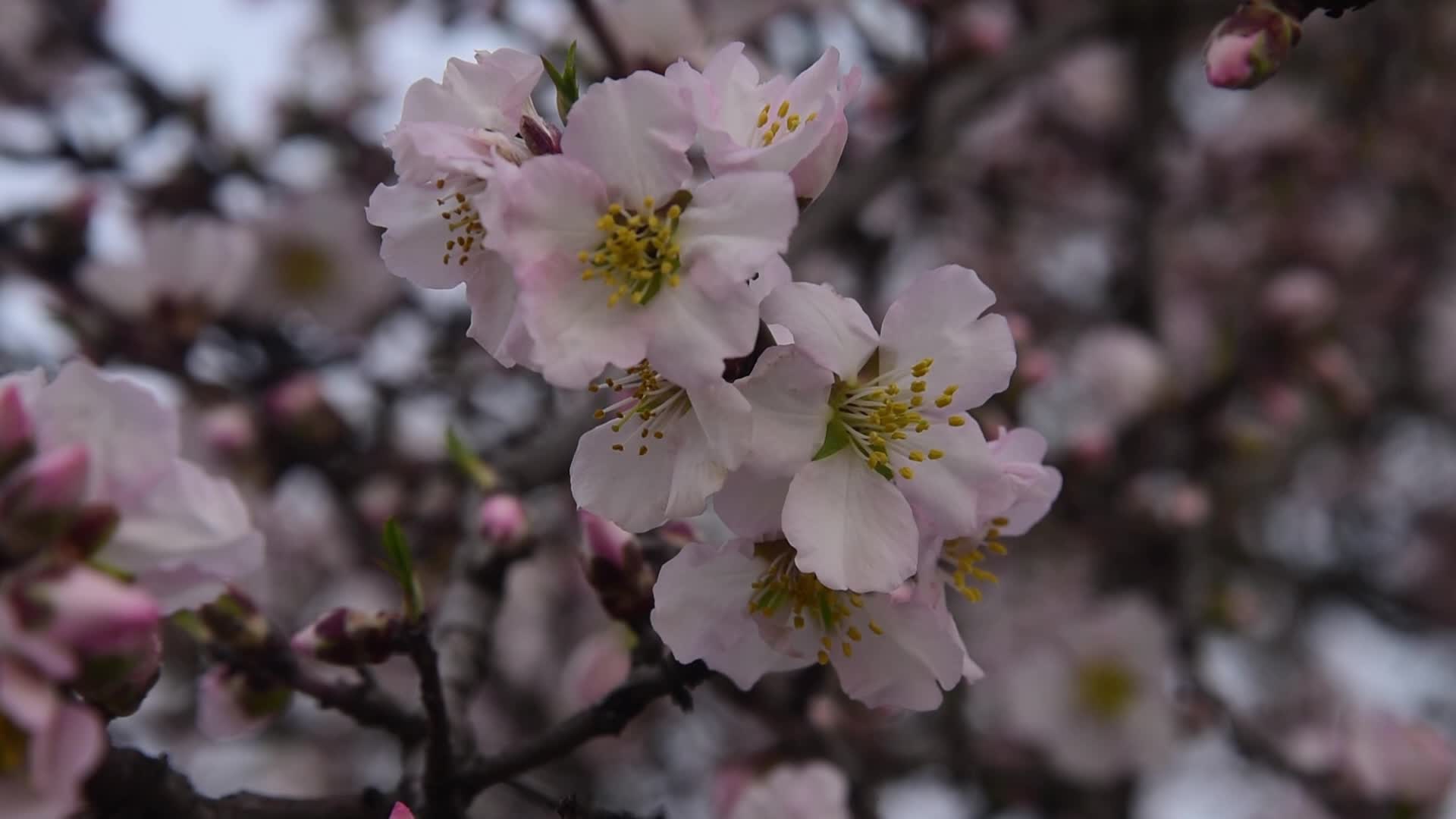 Spring in Kashmir