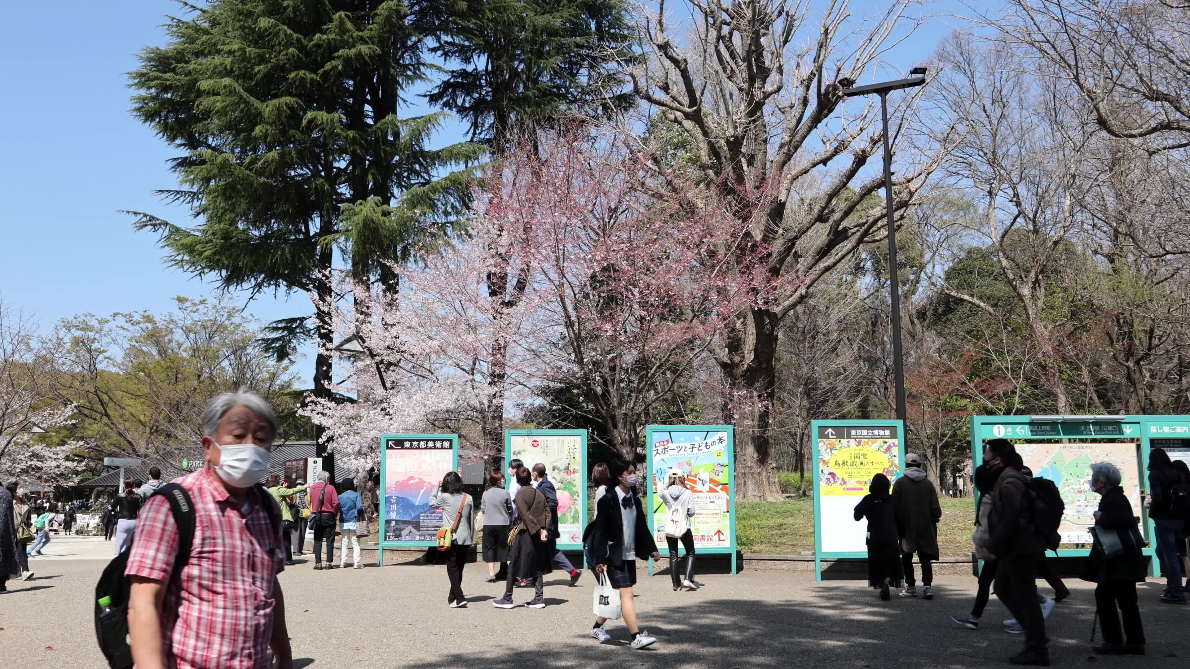 Tokyo bans parties during cherry blossoms season