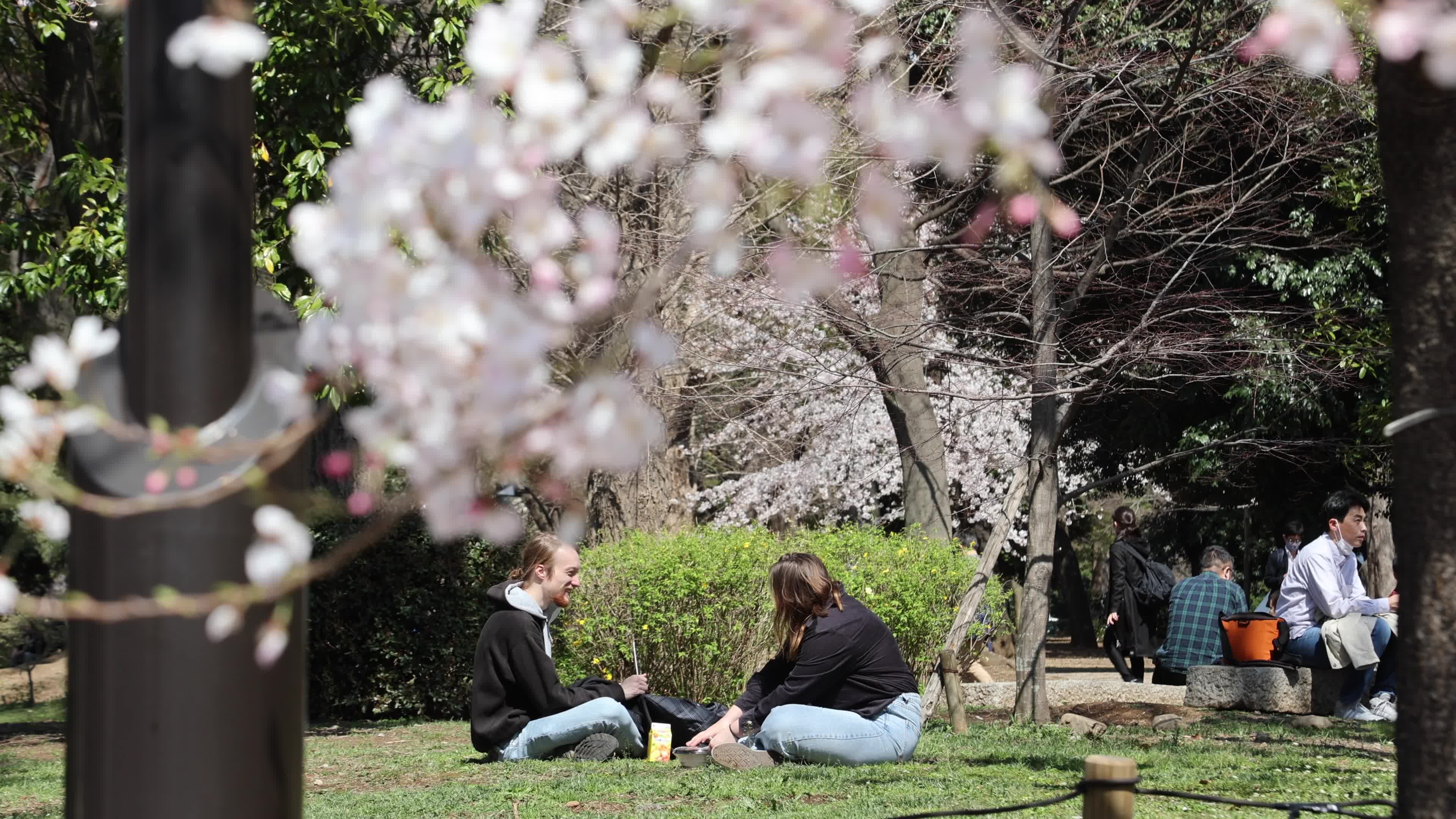 Tokyo bans parties during cherry blossoms season