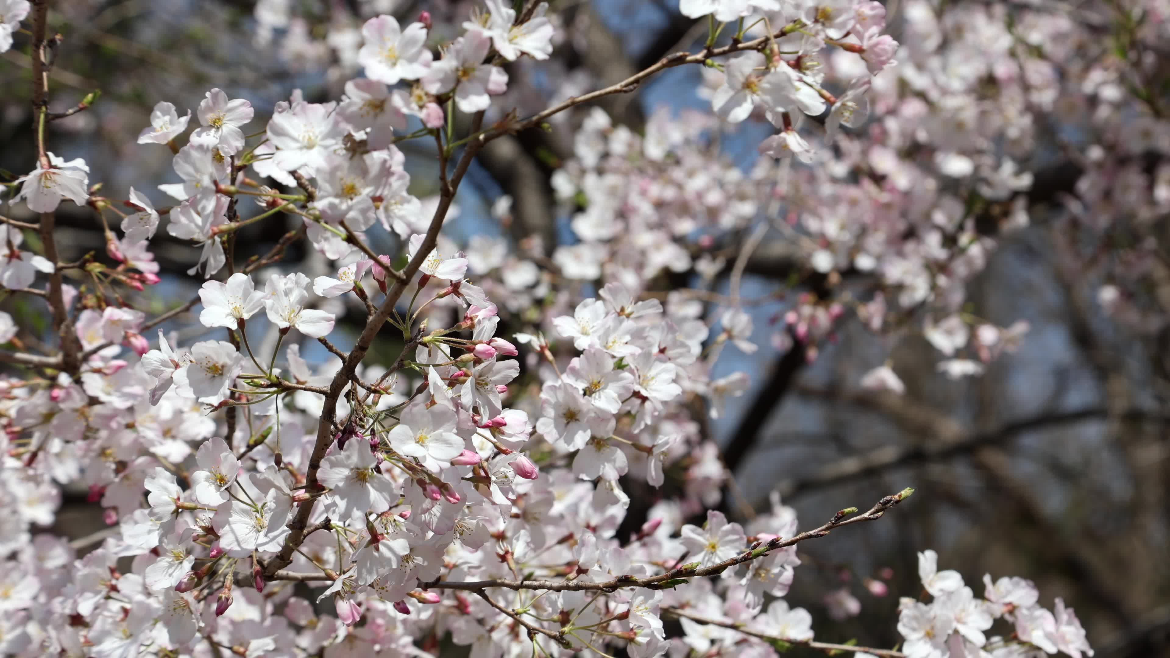 Tokyo bans parties during cherry blossoms season