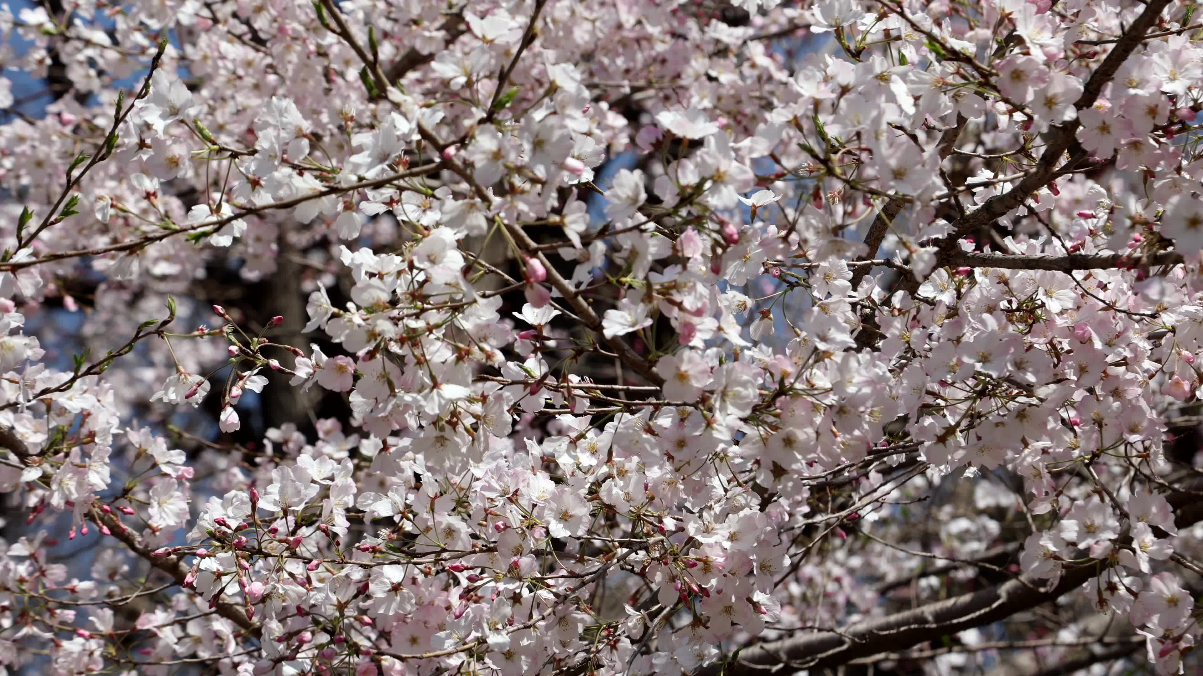 Tokyo bans parties during cherry blossoms season