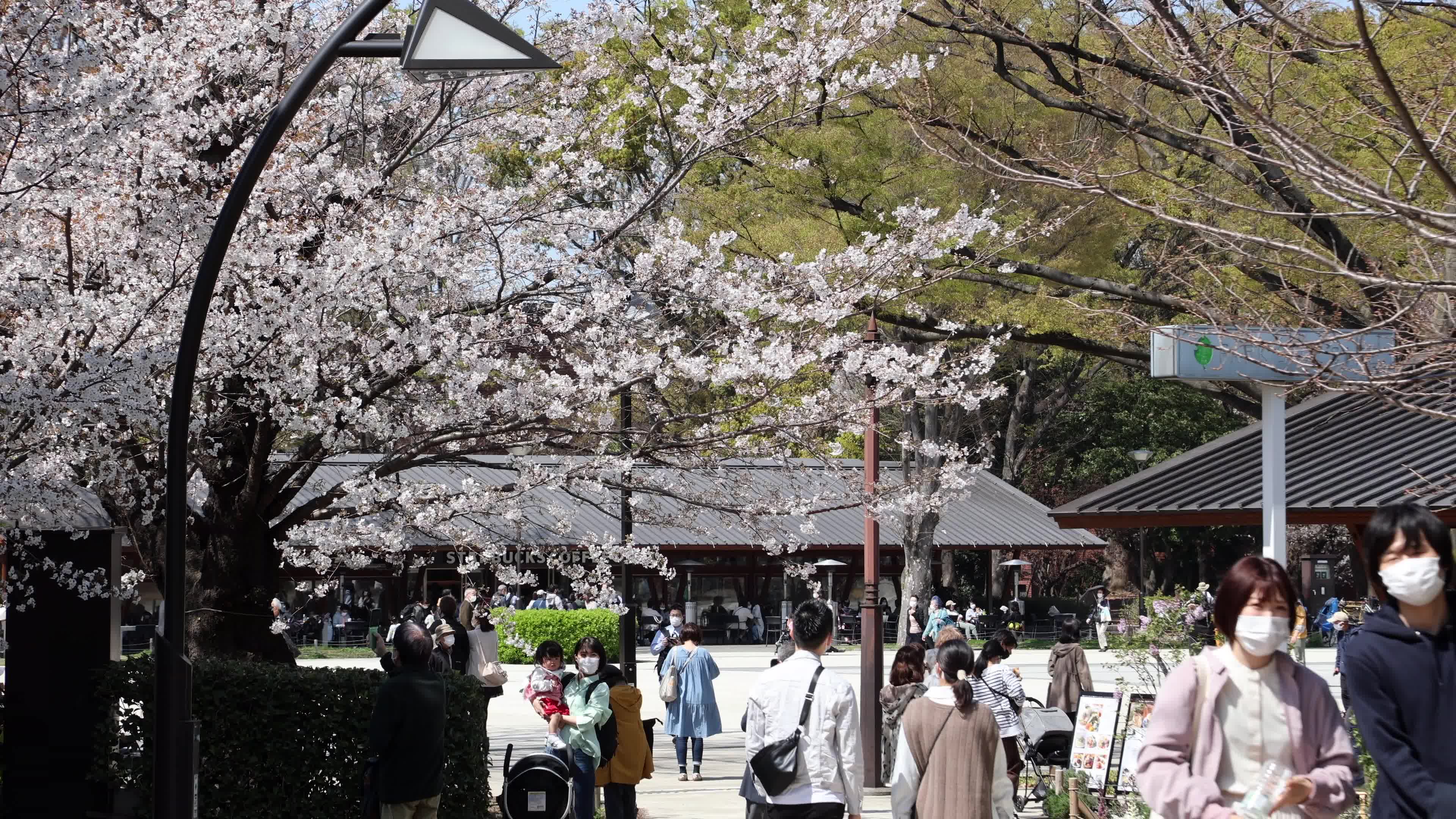 Tokyo bans parties during cherry blossoms season