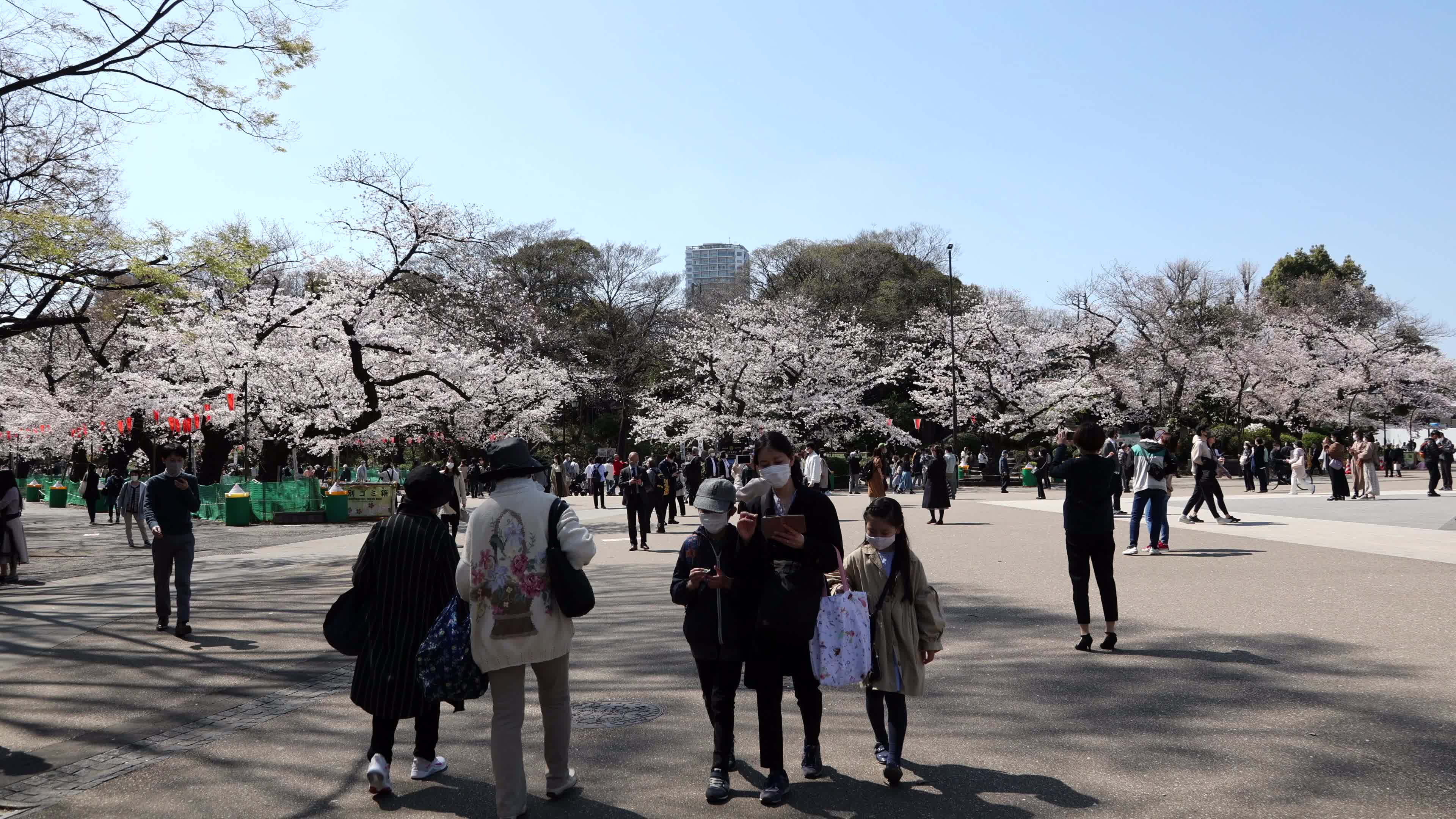 Tokyo bans parties during cherry blossoms season