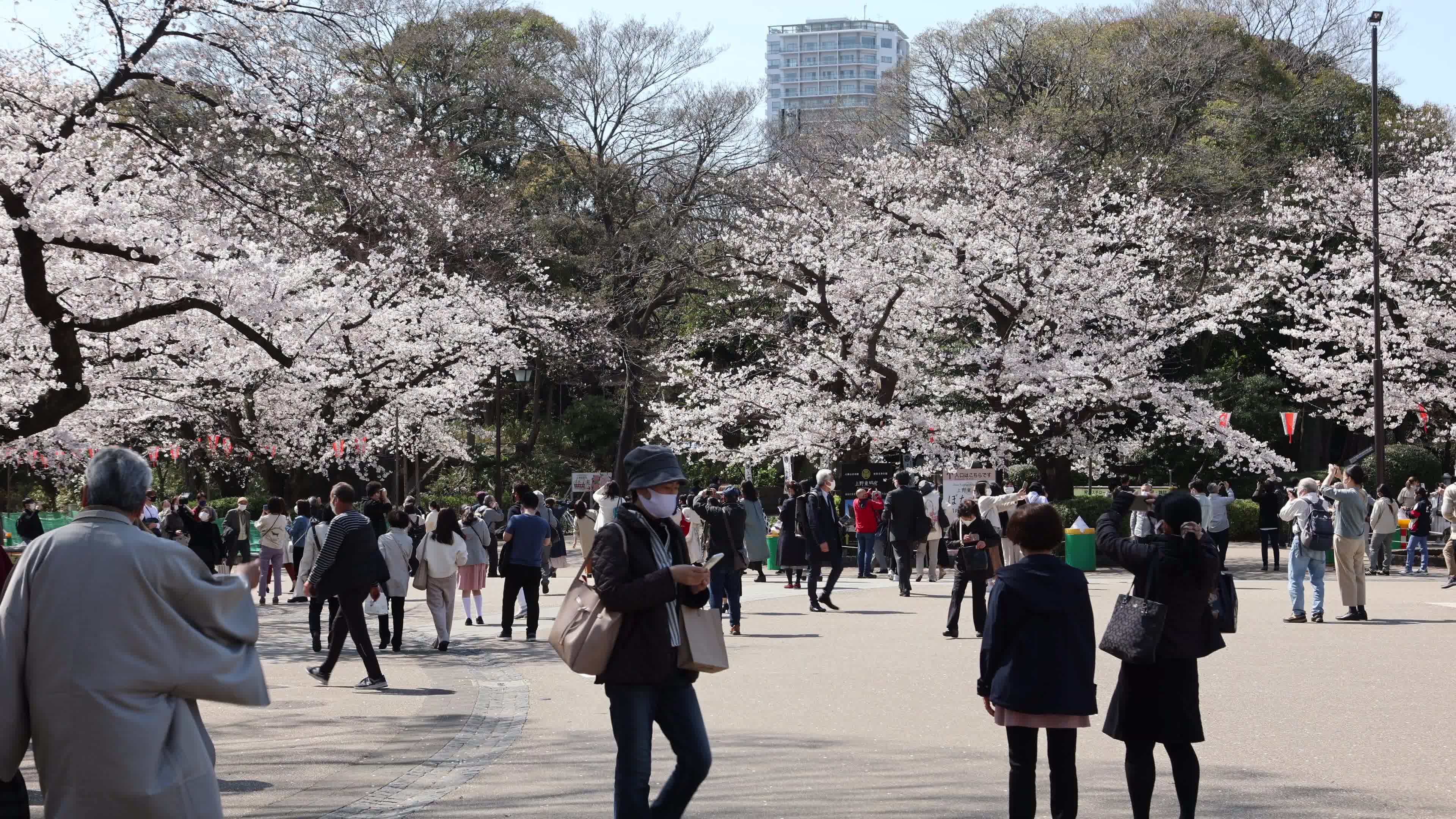 Tokyo bans parties during cherry blossoms season