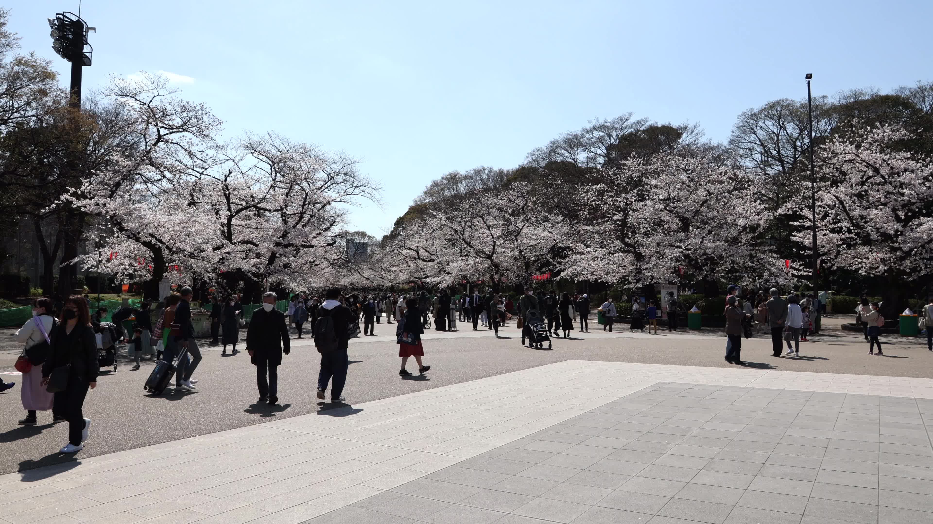 Tokyo bans parties during cherry blossoms season