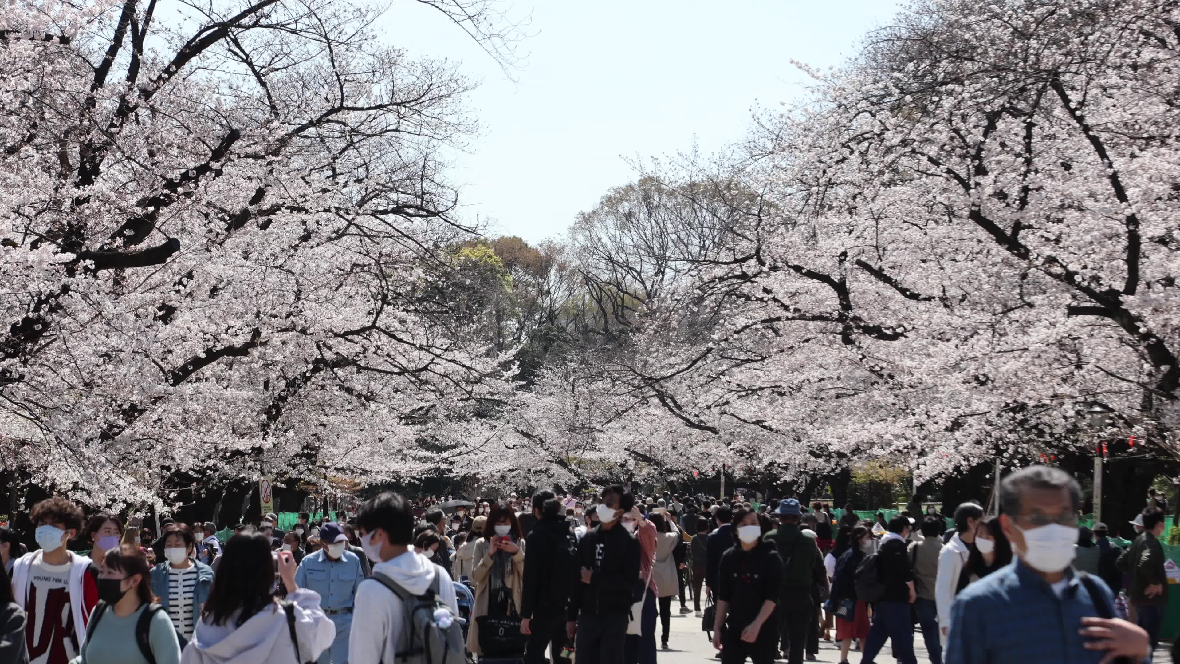 Tokyo bans parties during cherry blossoms season