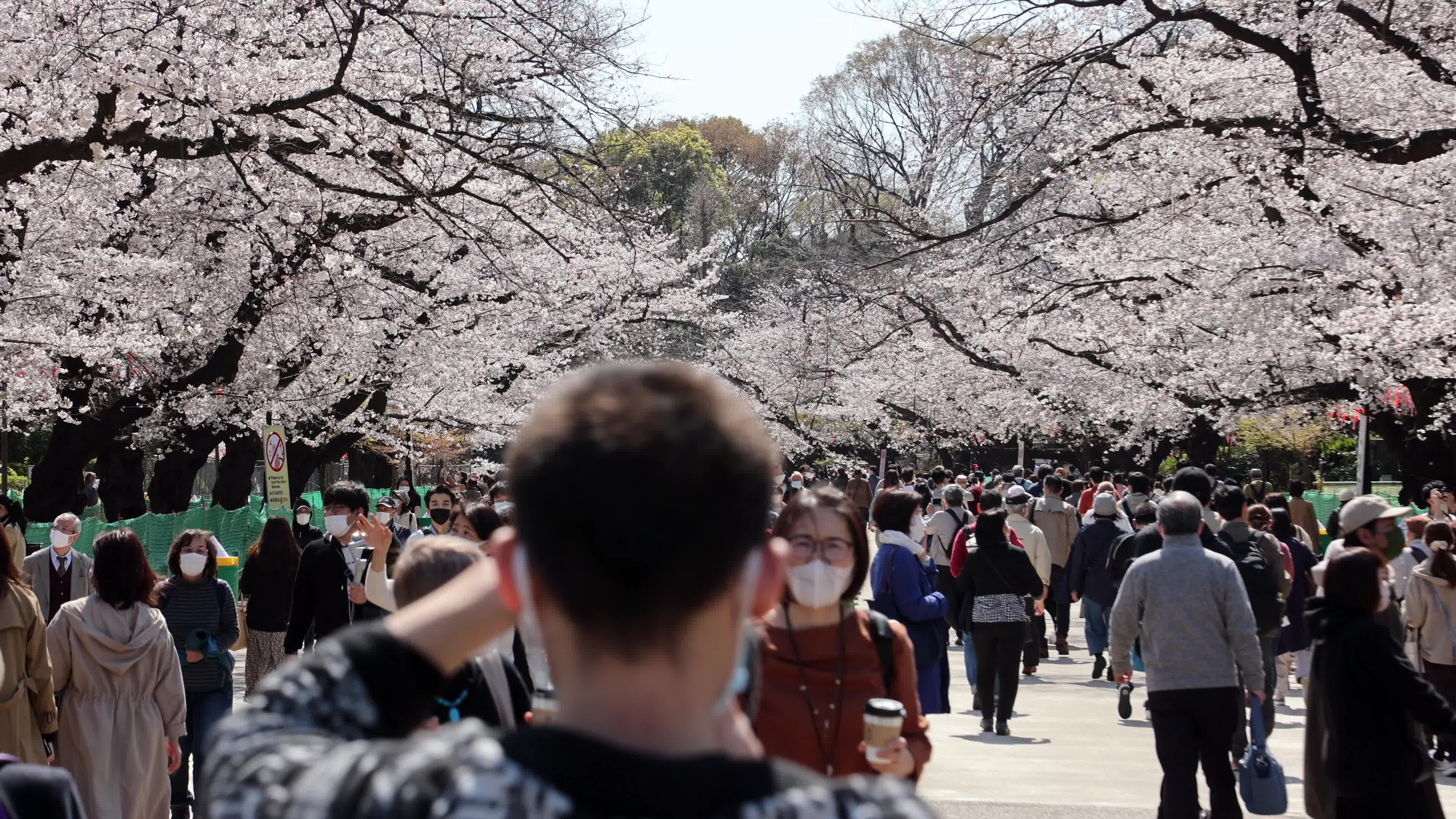 Tokyo bans parties during cherry blossoms season