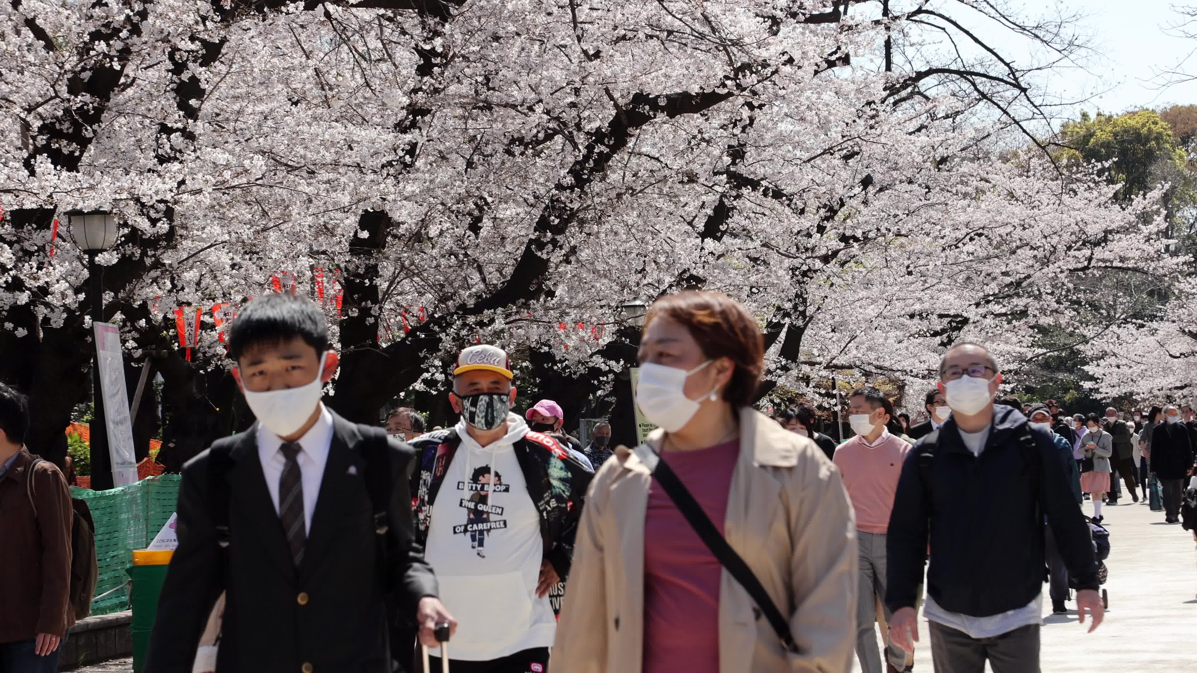 Tokyo bans parties during cherry blossoms season