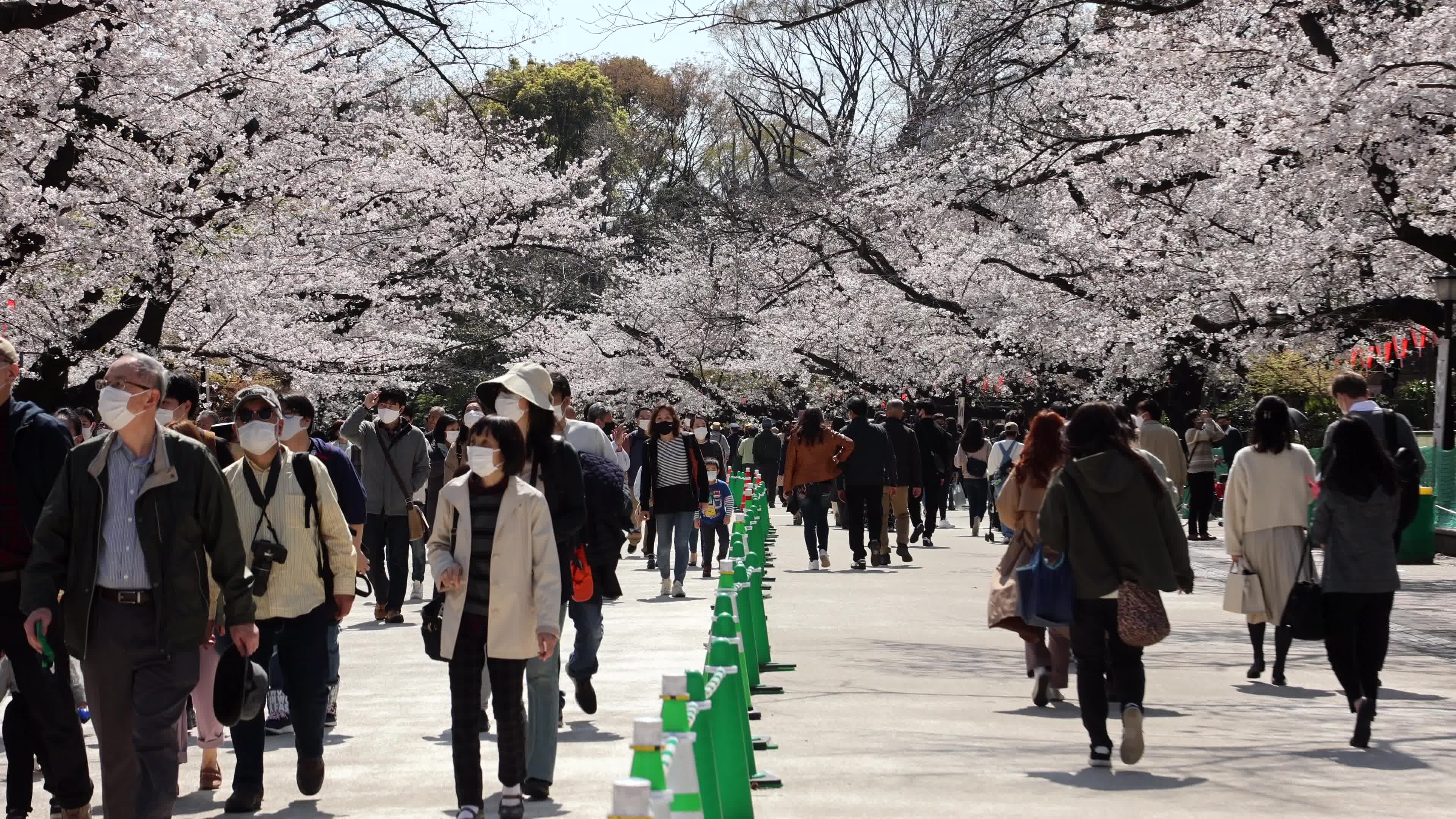 Tokyo bans parties during cherry blossoms season