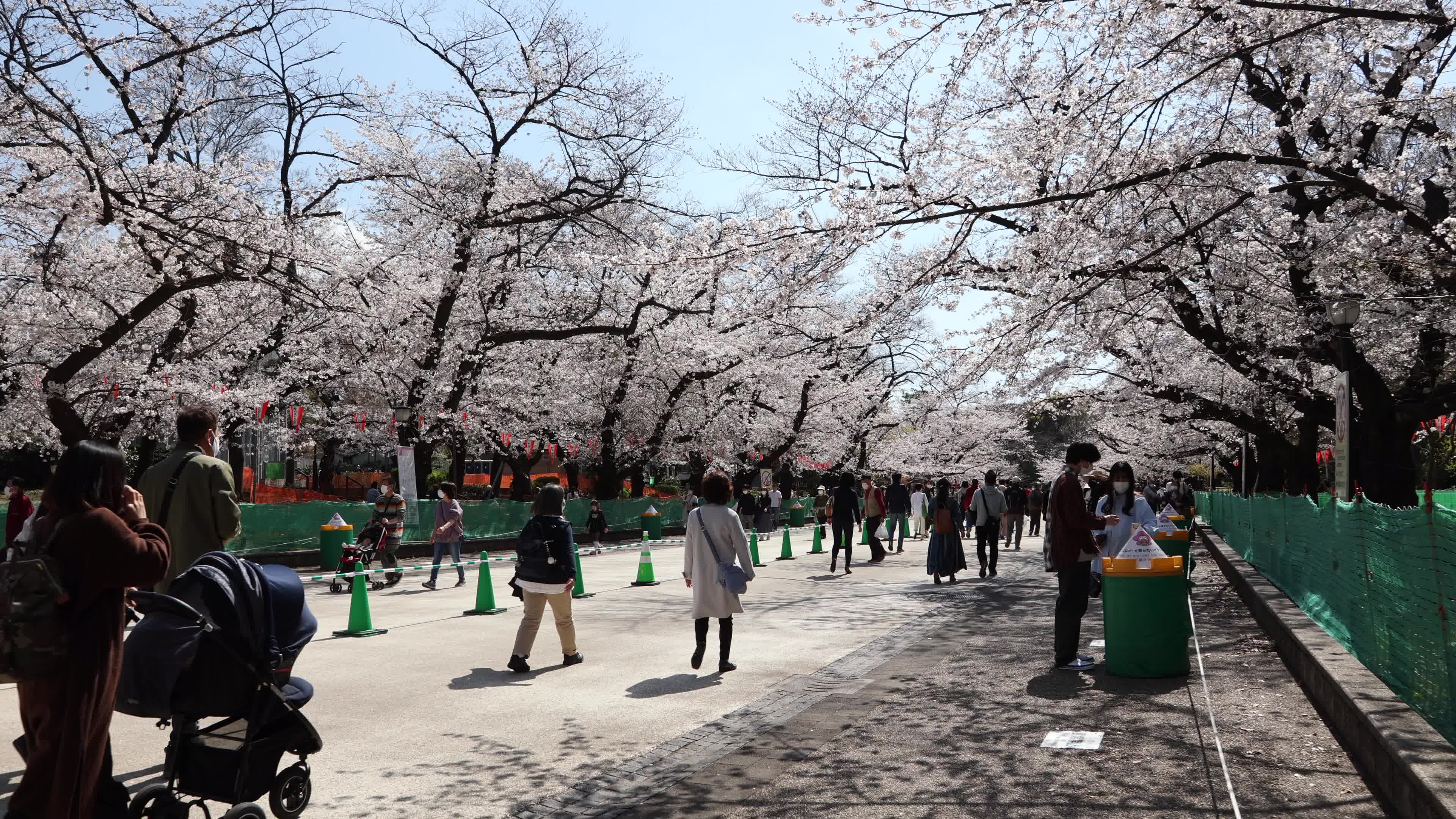 Tokyo bans parties during cherry blossoms season
