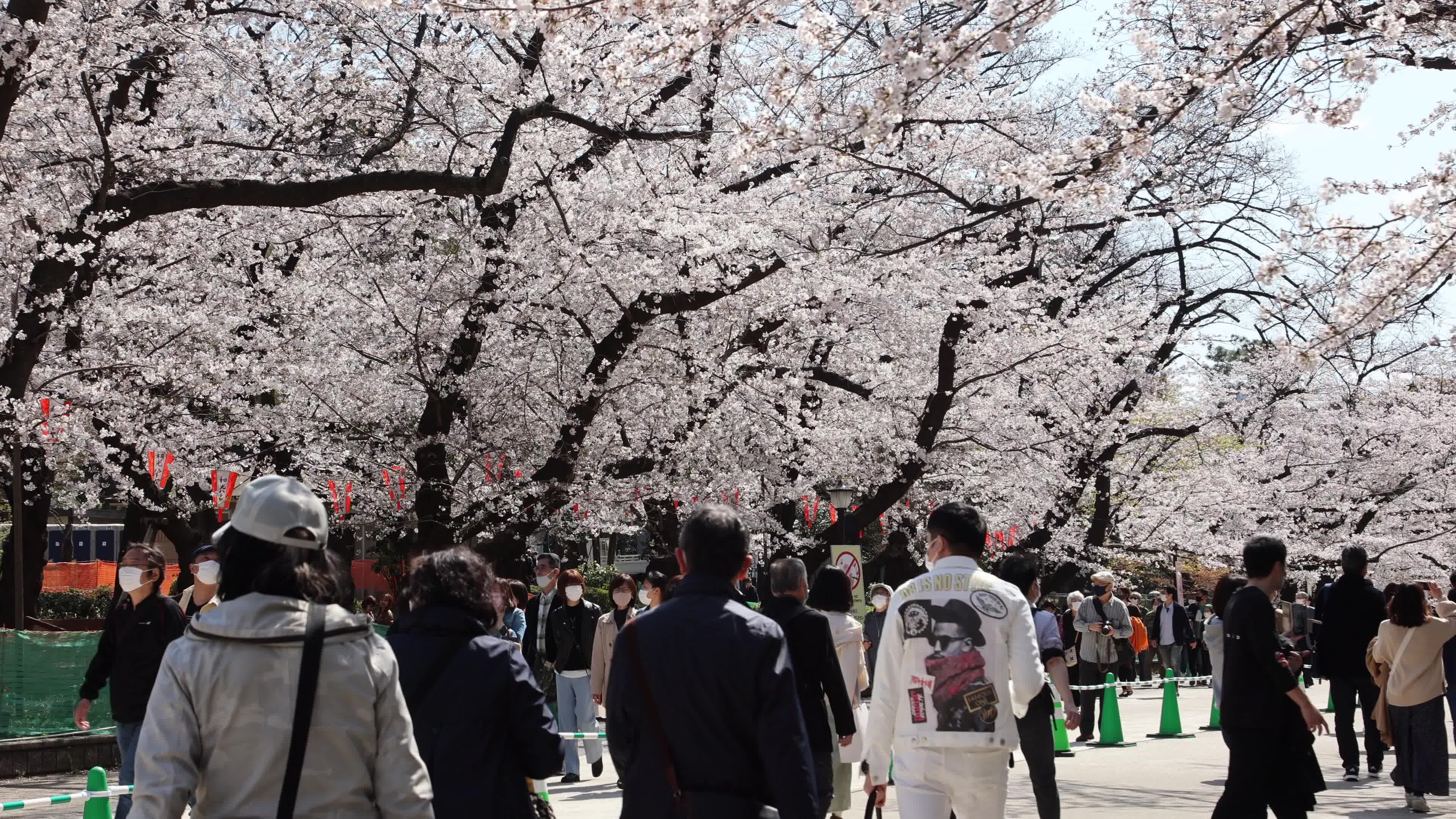 Tokyo bans parties during cherry blossoms season