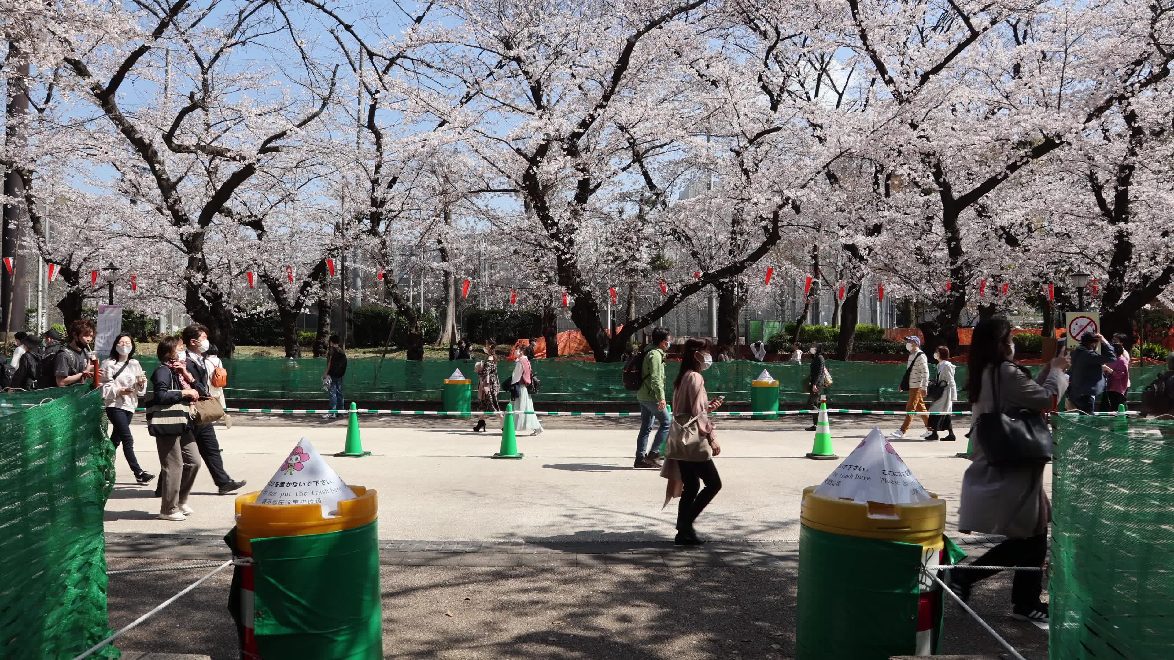 Tokyo bans parties during cherry blossoms season