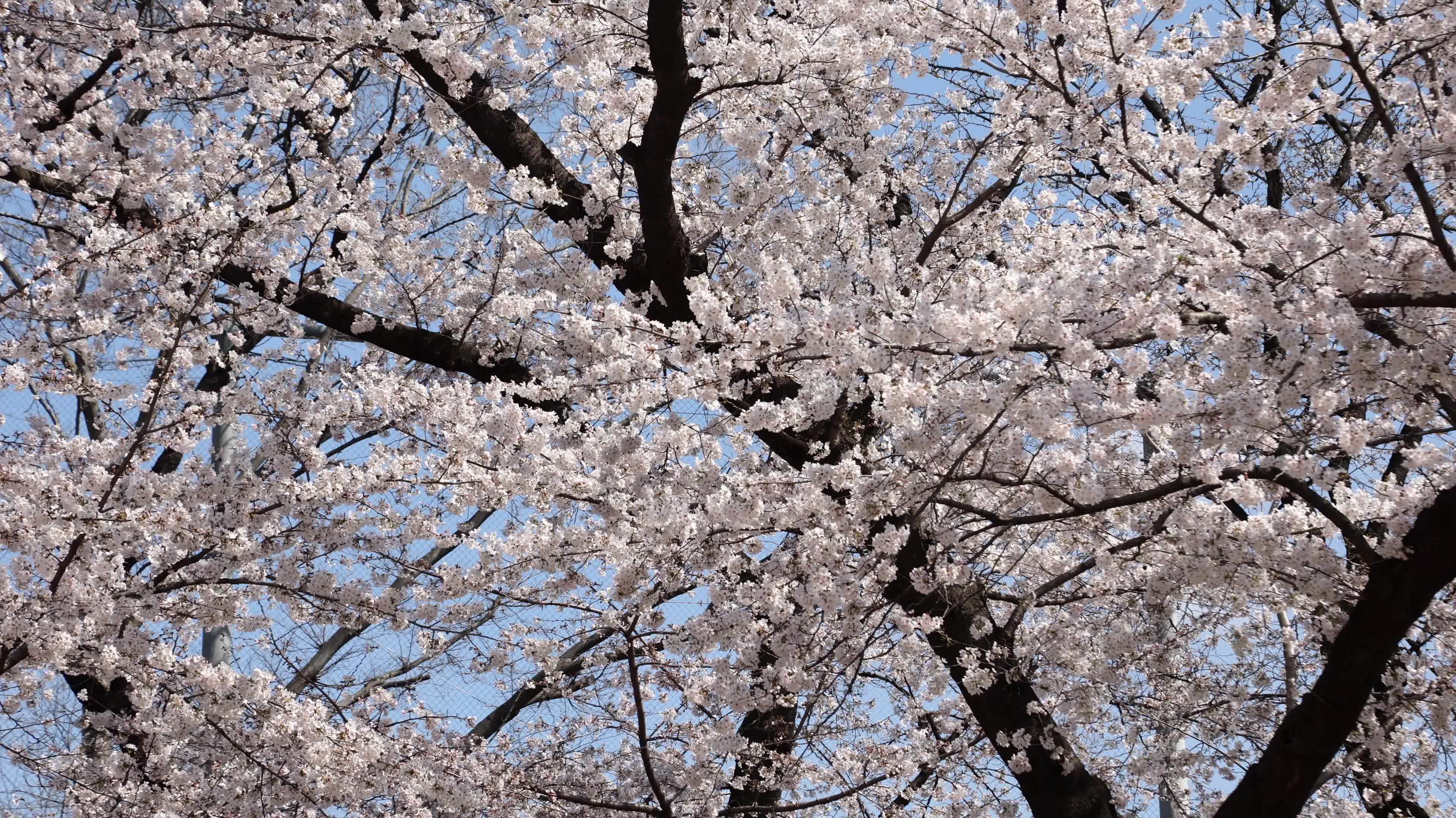Tokyo bans parties during cherry blossoms season
