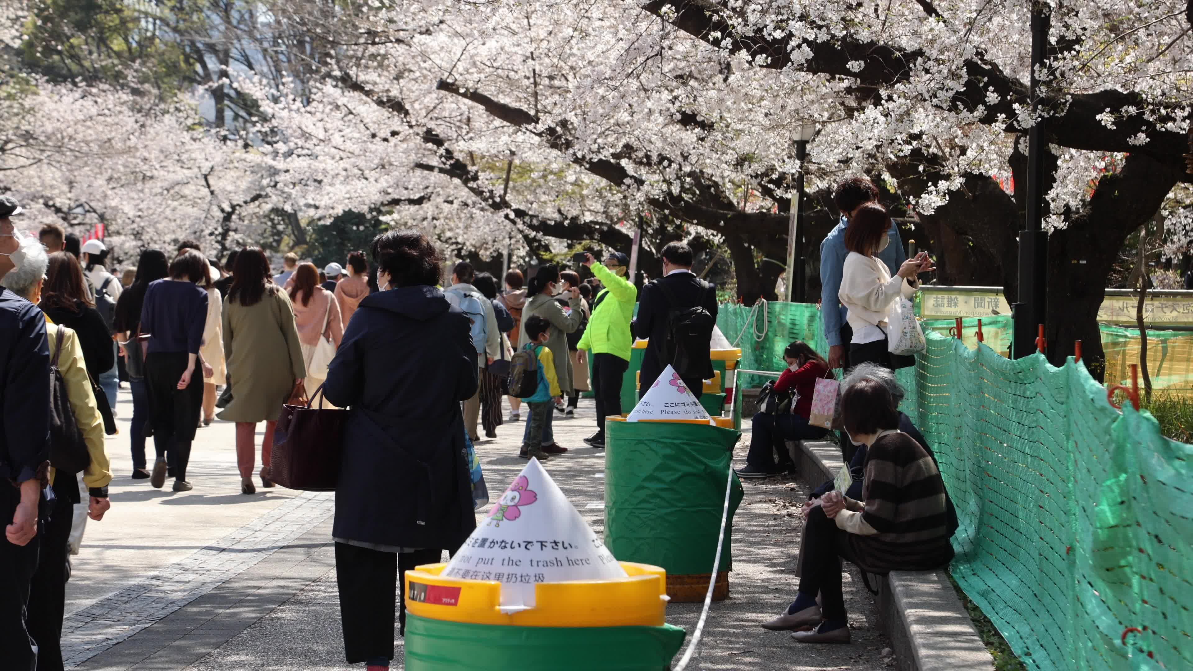 Tokyo bans parties during cherry blossoms season