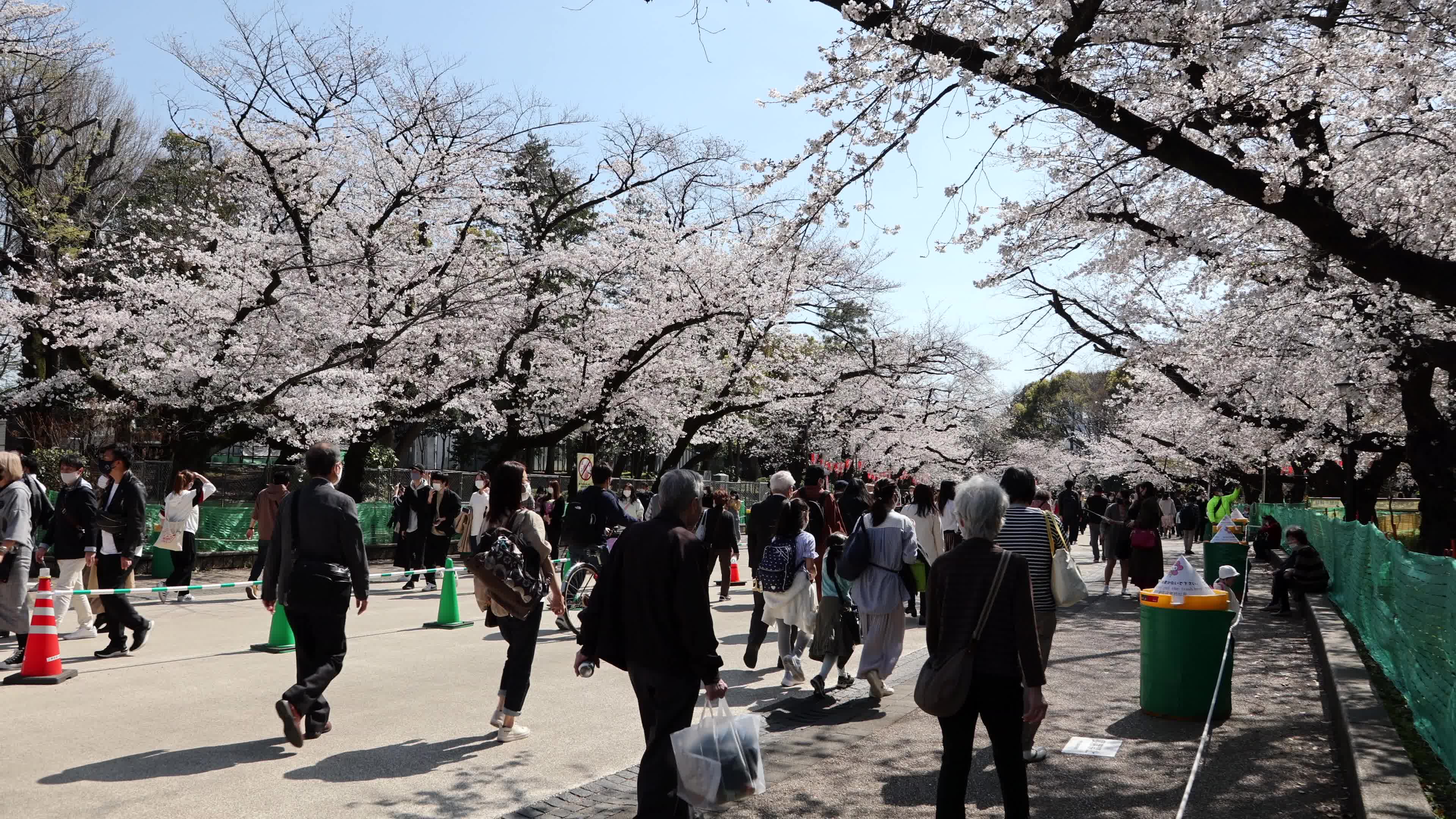 Tokyo bans parties during cherry blossoms season